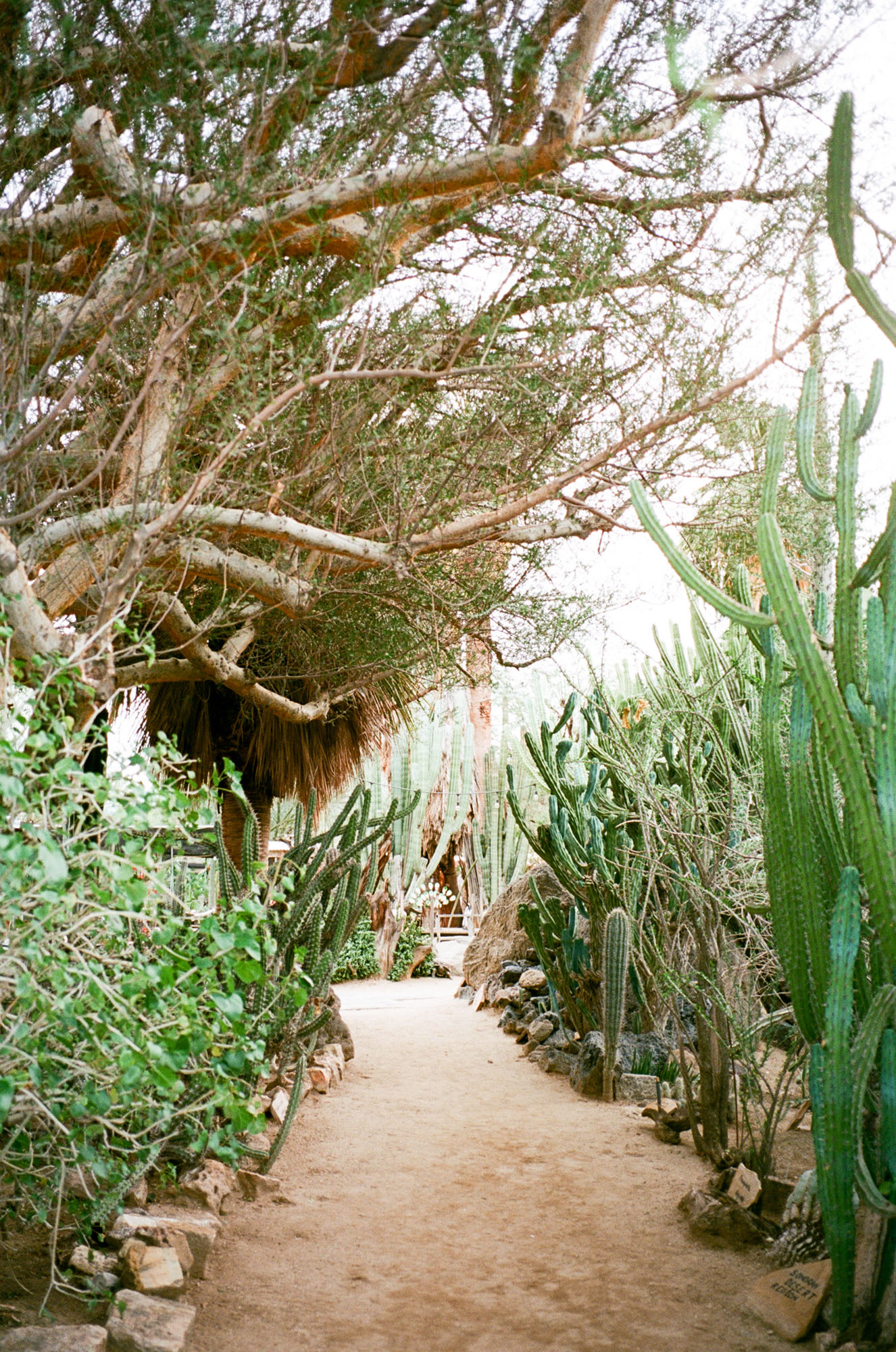cactus-palm-springs-california-film-photography-travel-photographer