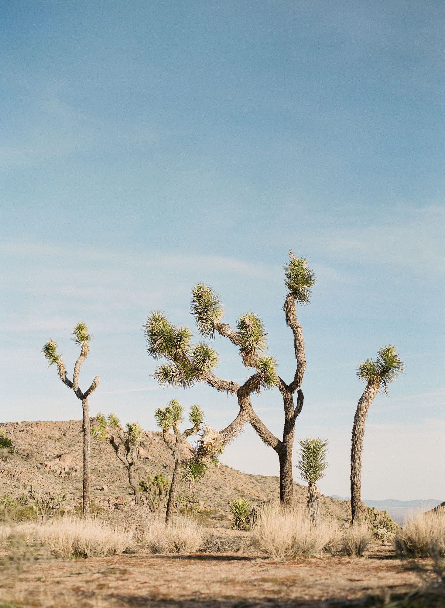 joshua-tree-palm-springs-california-film-photography-travel-photographer-003