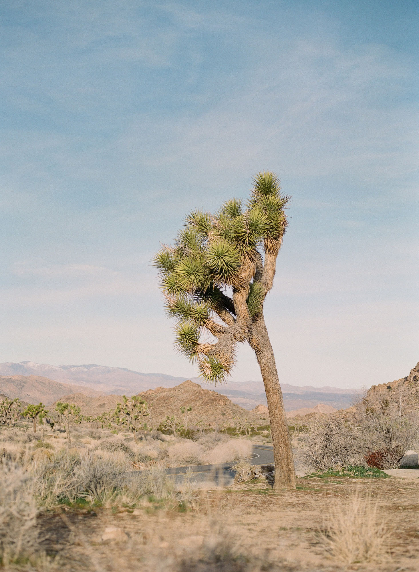 joshua-tree-palm-springs-california-film-photography-travel-photographer-001