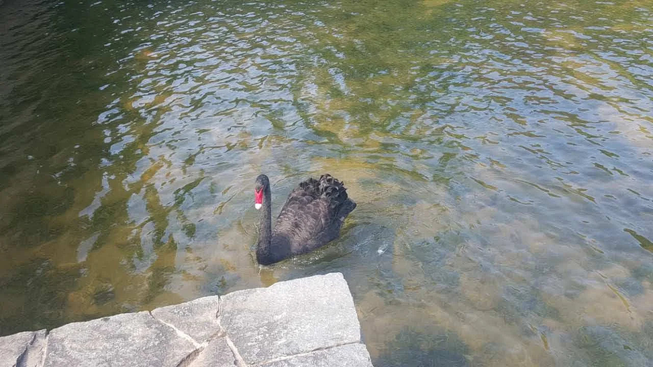Black swans do exist - I saw 8 of them on the Huawei R&D campus