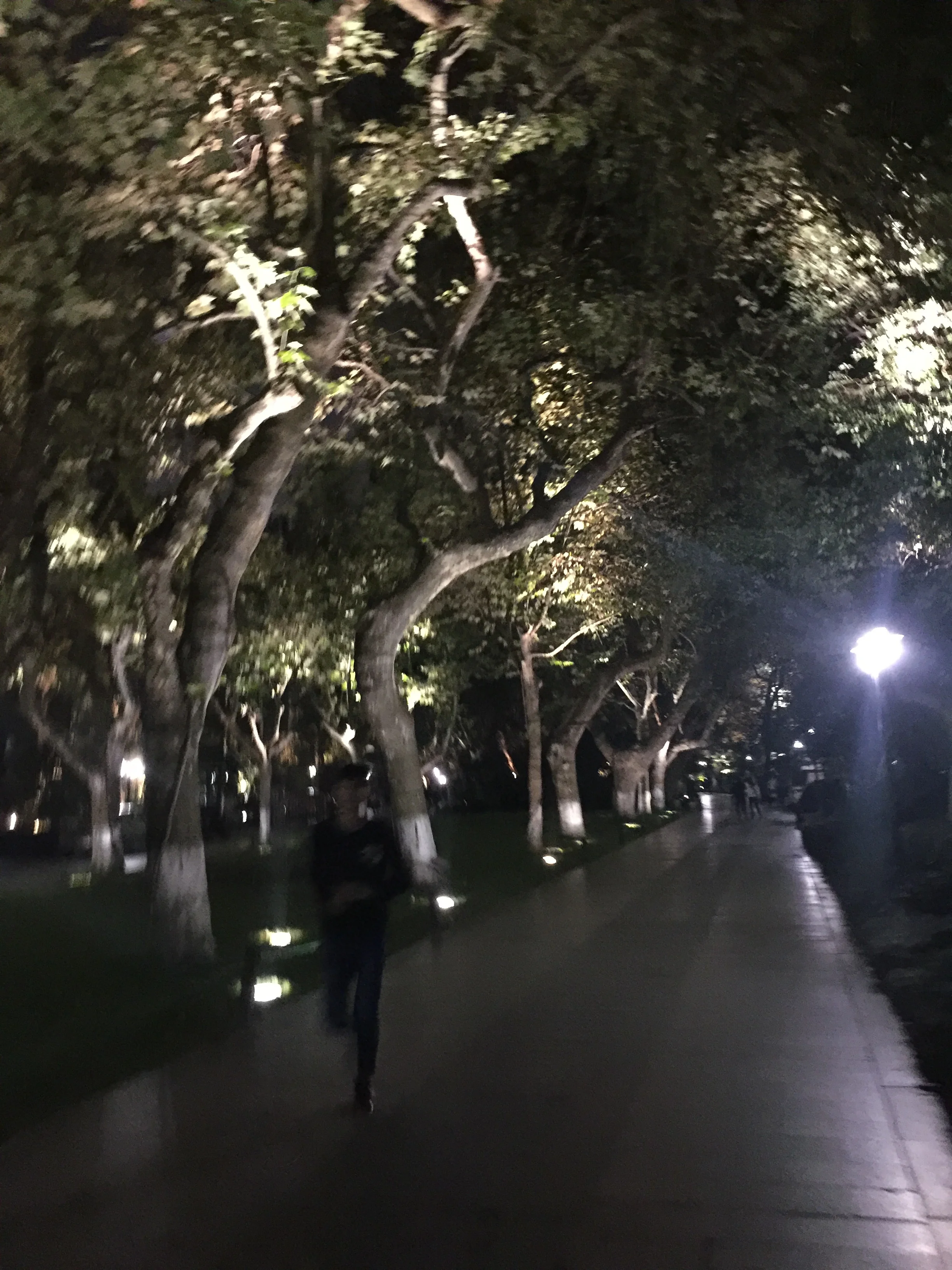 Tree lined streets at dusk