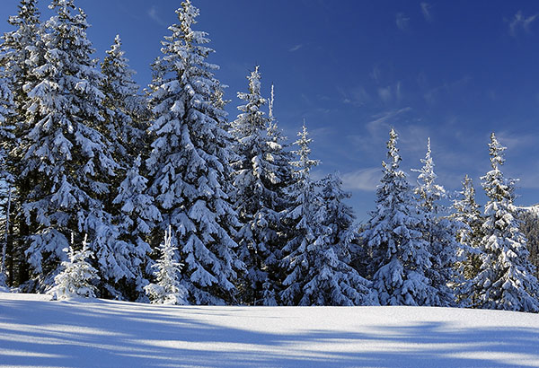 Local Events | Cedar Wood Inn | Deadwood, SD