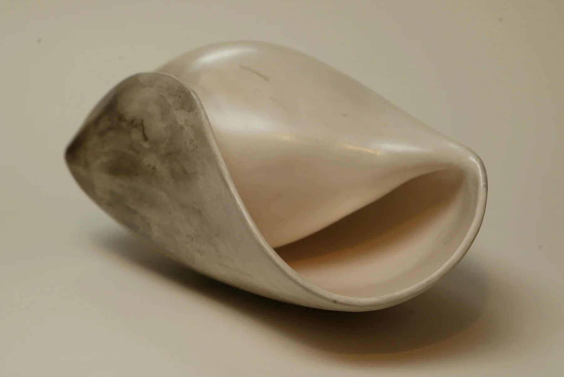 Wing Shell_med_res.jpeg