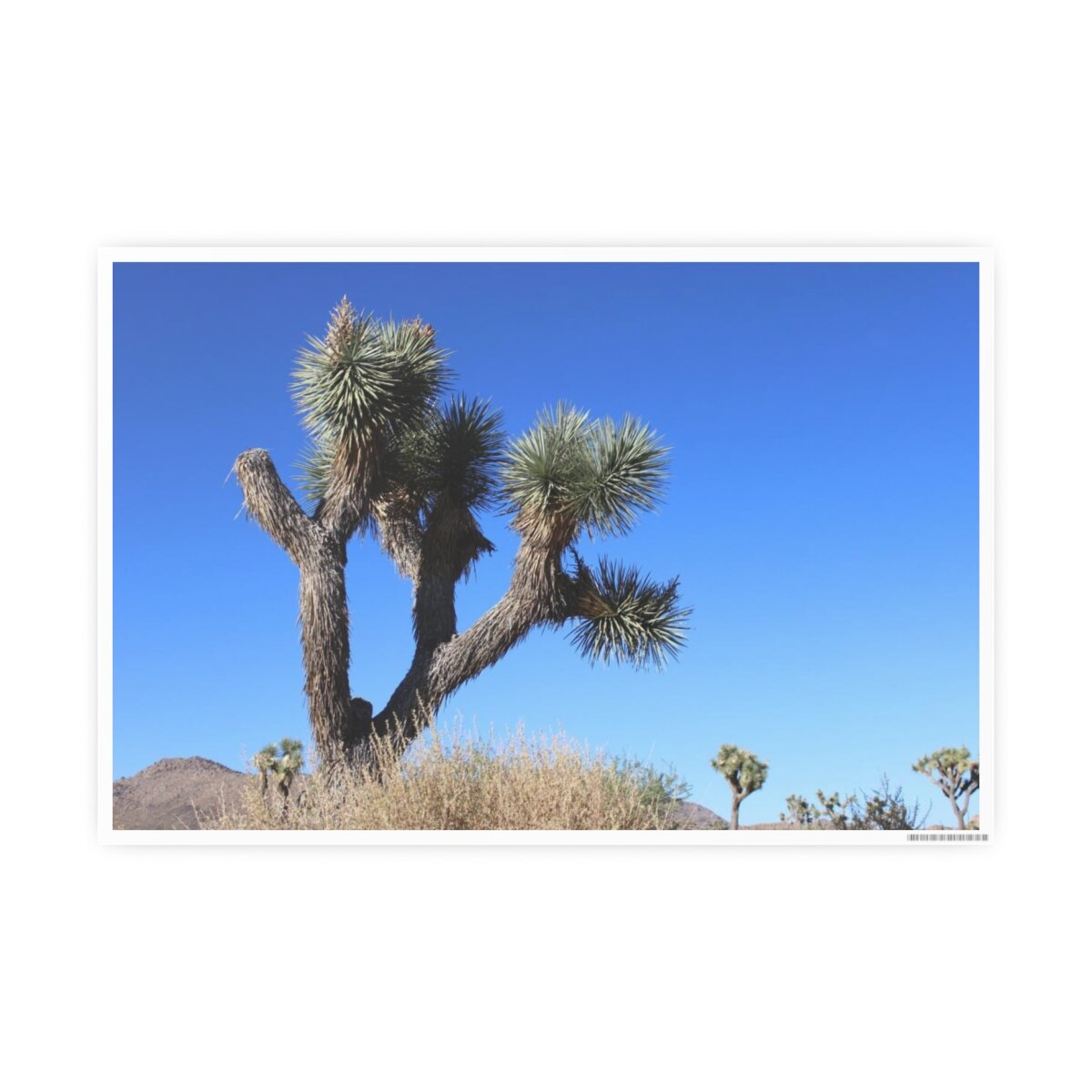 1dbd12336ec3d83f7beb530a95a426d0