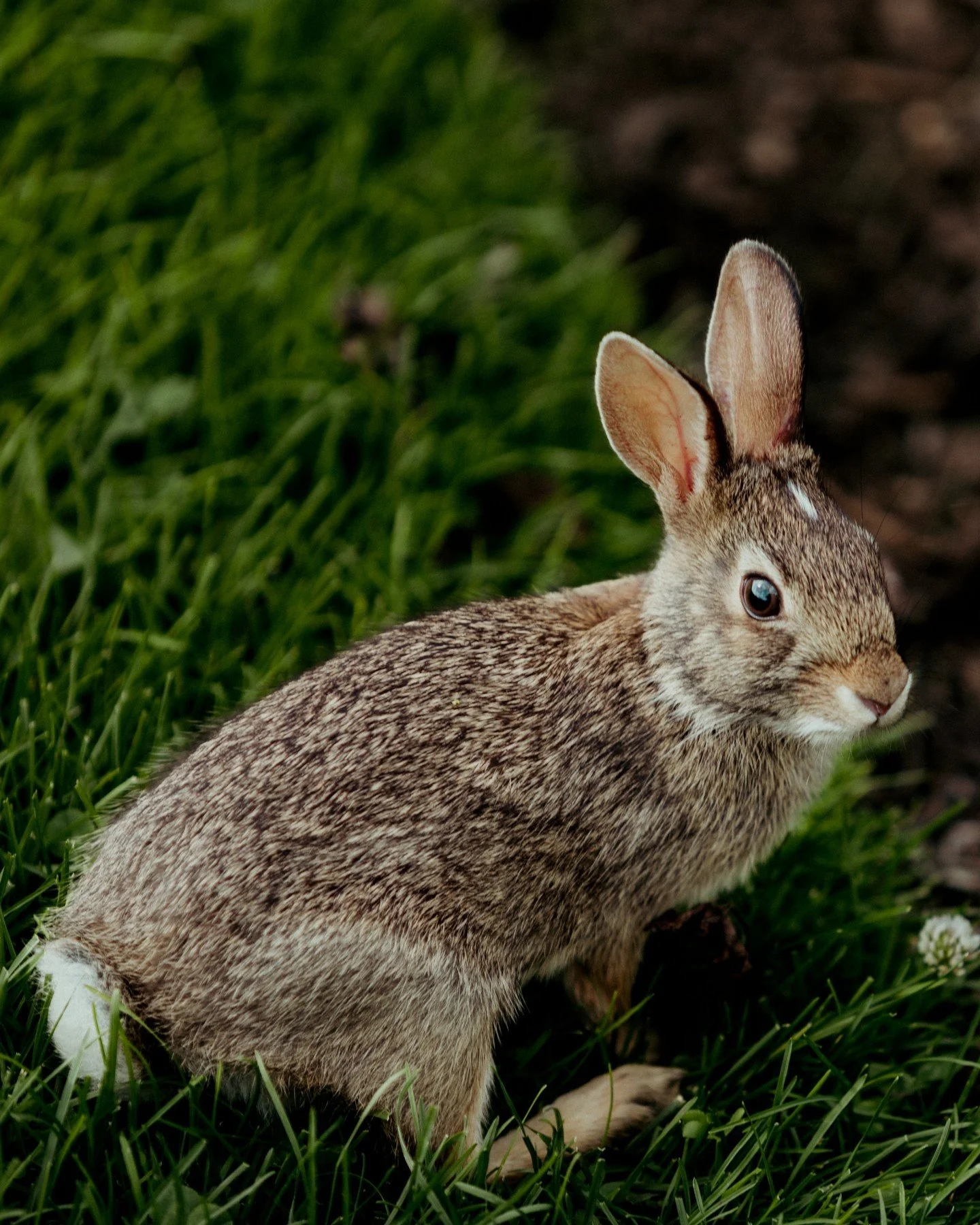 Often during weddings or photoshoots, we spot little friends to photograph. Check out this ADORABLE bunny friend Rob was able to photograph at Gretchen + Max's wedding earlier this year! 🐇
.
.
.
.
.
.
[Image Description: A close-up image of an adole