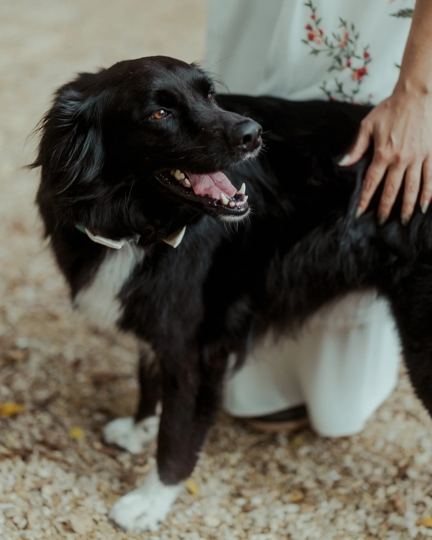 IMPORTANT PSA: Please tell your dog I love them 😍
.
.
.
.
.
[Image Description: A black dog with white chest and paws and brown eyes is being petted by a bride and "smiling".]