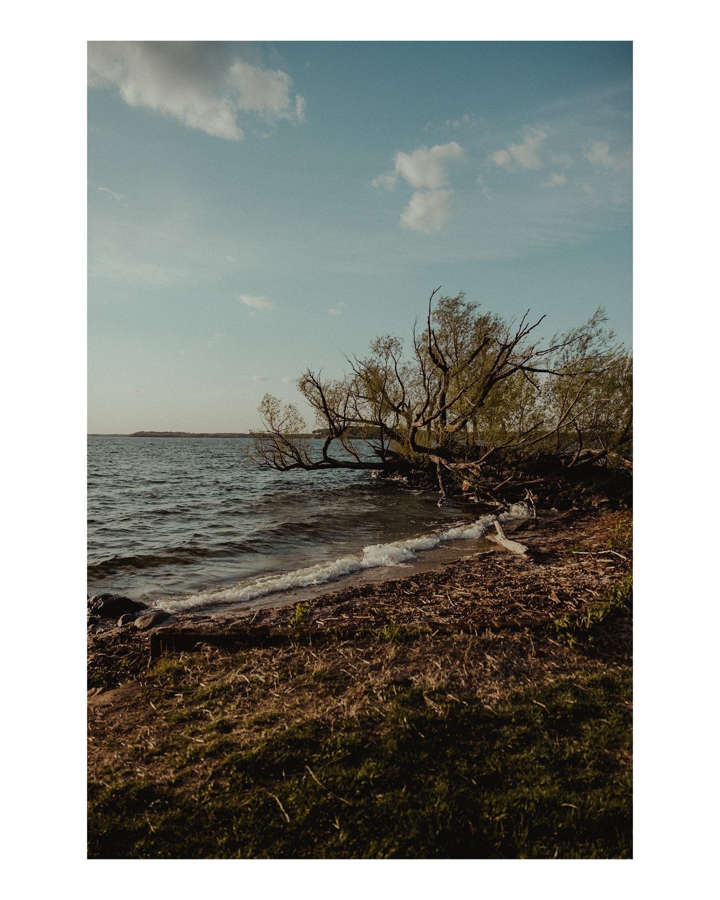 A peaceful view from Lake Mendota 🌊
.
.
.
.
.
.
[Image Description: A vertical landscape image of a lakeshore with a small outcropping of vegetation.]