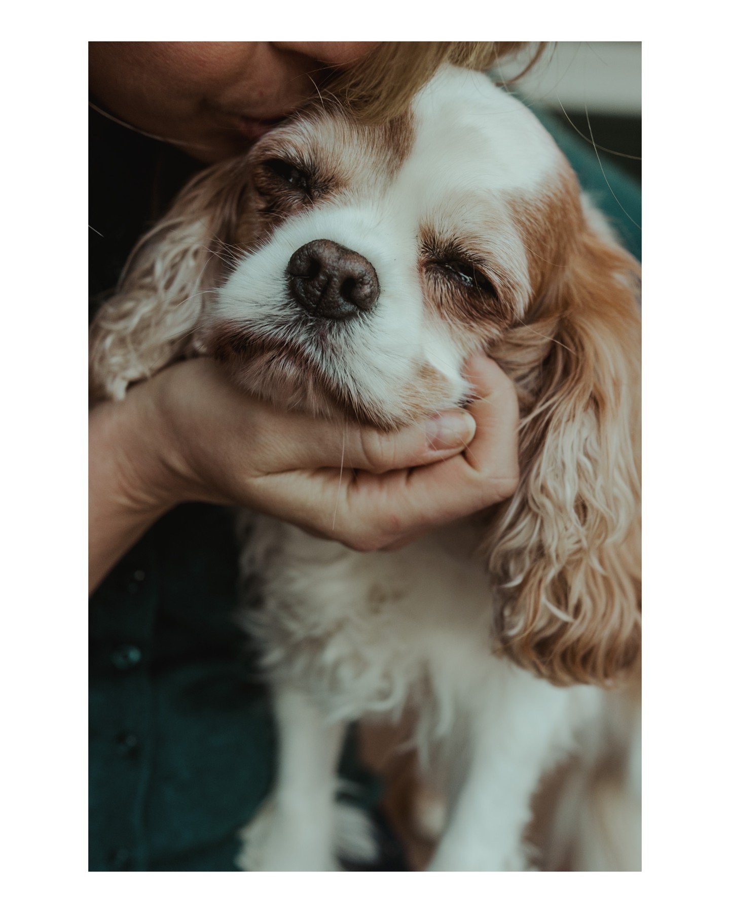 Okay, who else is feeling like a sleepy guy today who just wants snuggles? Anyone? 
.
.
.
.
.
.
[Image Description: A closer-up of an older Cavalier King Charles Spaniel getting her chin scritched and being kissed on the head. She looks happy and sle