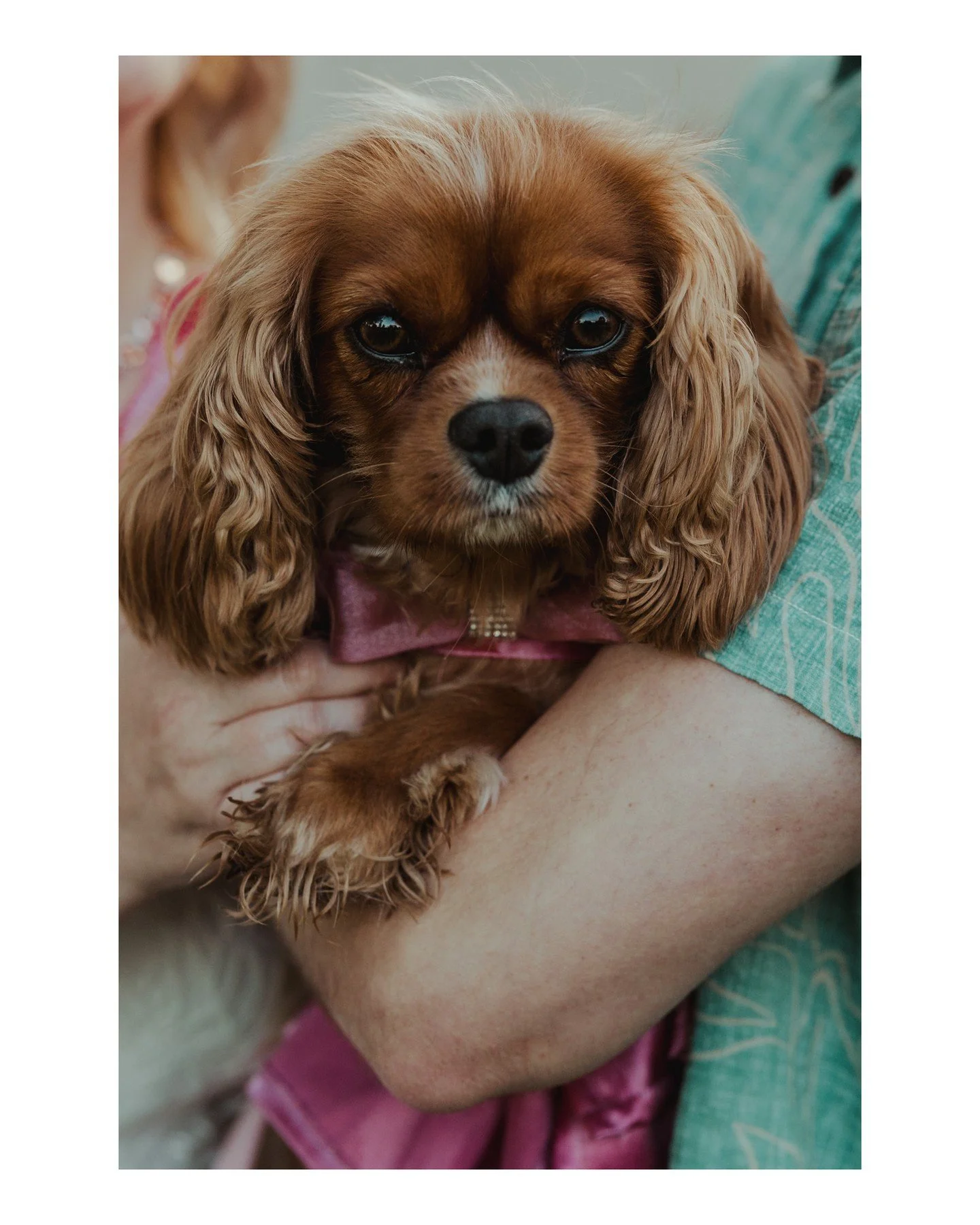 So this engagement session was THE BEST, but also..... look at how cute their dog Winnie is in her little princess outfit 🥹😭
.
.
.
.
.
.
 - Camera Gear: 
 - Canon: @canonusa
[Image Description: A close-up image of a fawn-colored Cavalier King Charl