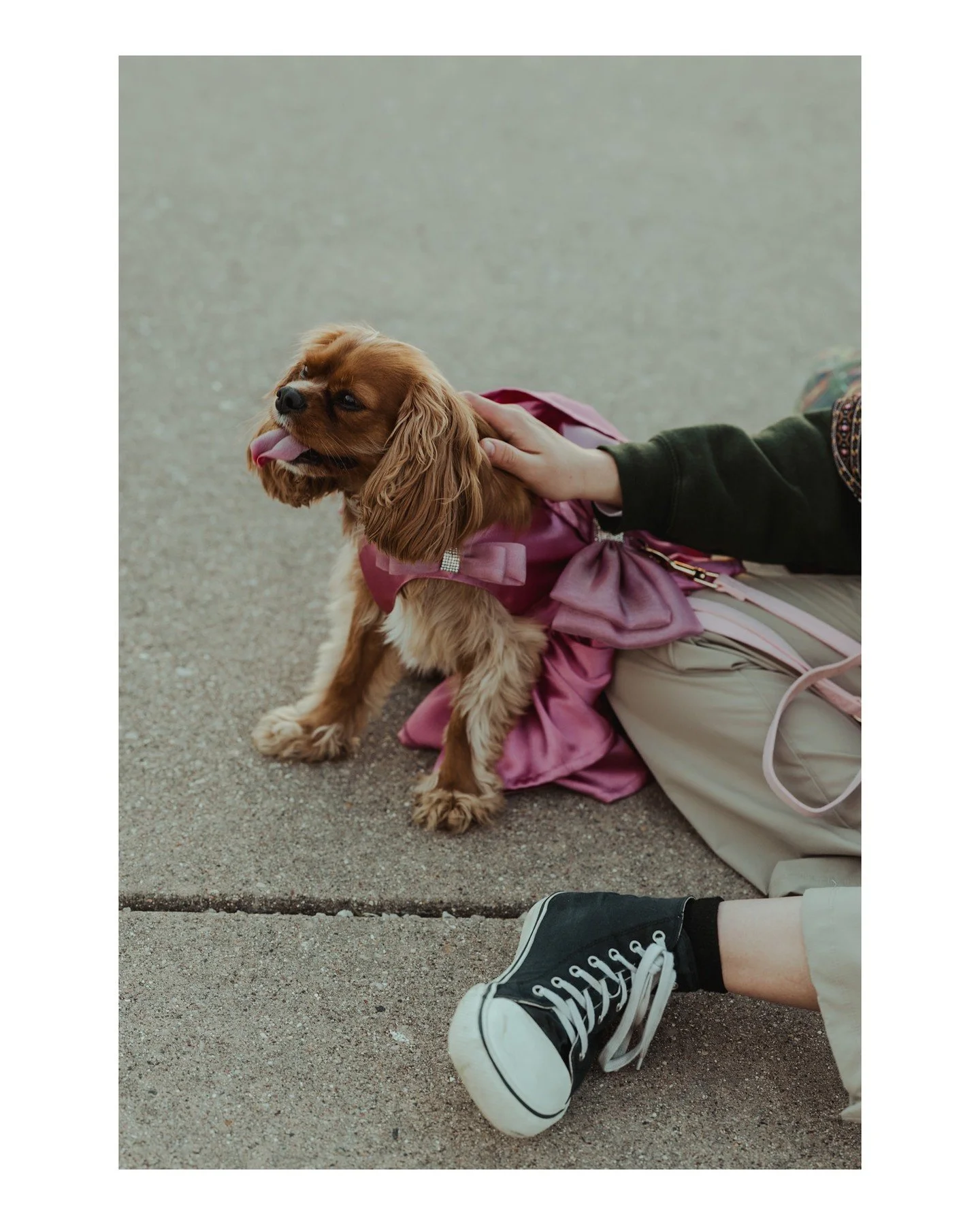 Putting this out into the Universe..... Dear Universe, please bring me more sessions where folks bring their beloved pet children in adorable outfits. Love, Sam 😍
.
.
.
.
.
.
[Image Description: A small faw-colored Cavalier King Charles Spaniel is d