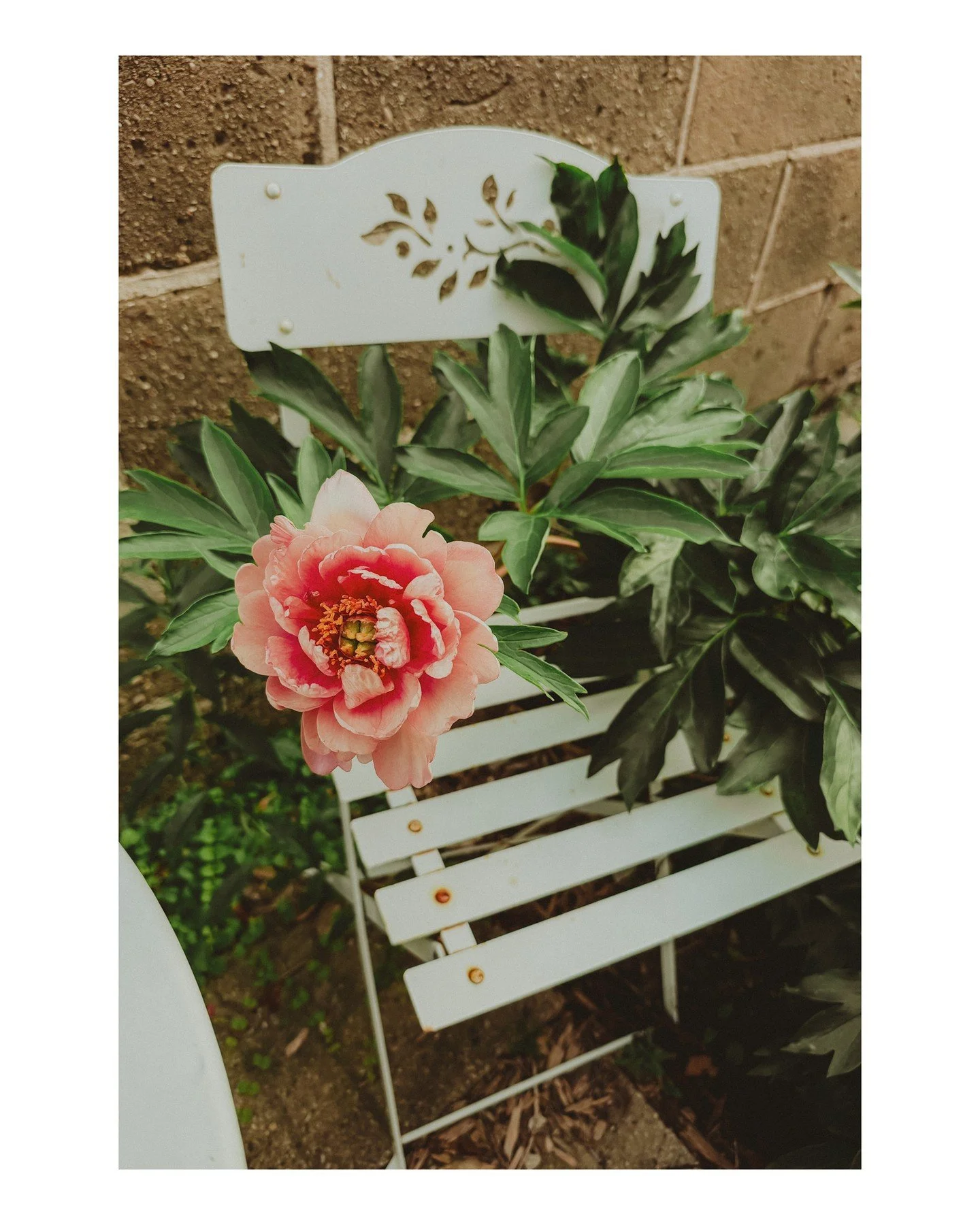 I can tell I'm probably too sensitive to live on this planet, because seeing this flower at @motherlion_bayview made me cry because it was so beautiful, BUT.... I'm glad to be here anyway &macr;\_(ツ)_/&macr; If you love crying at beautiful things too