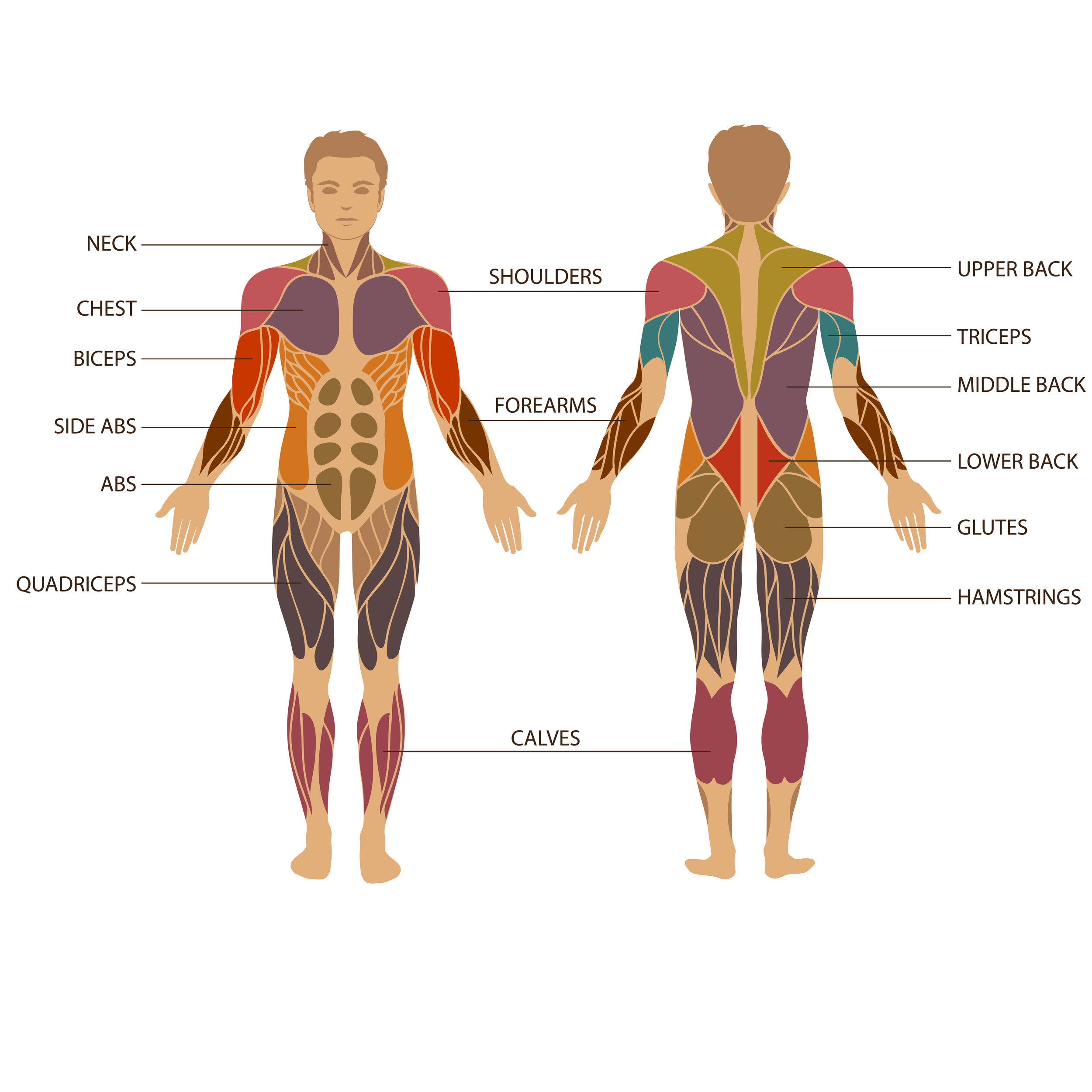 Strength training muscle diagram.jpg