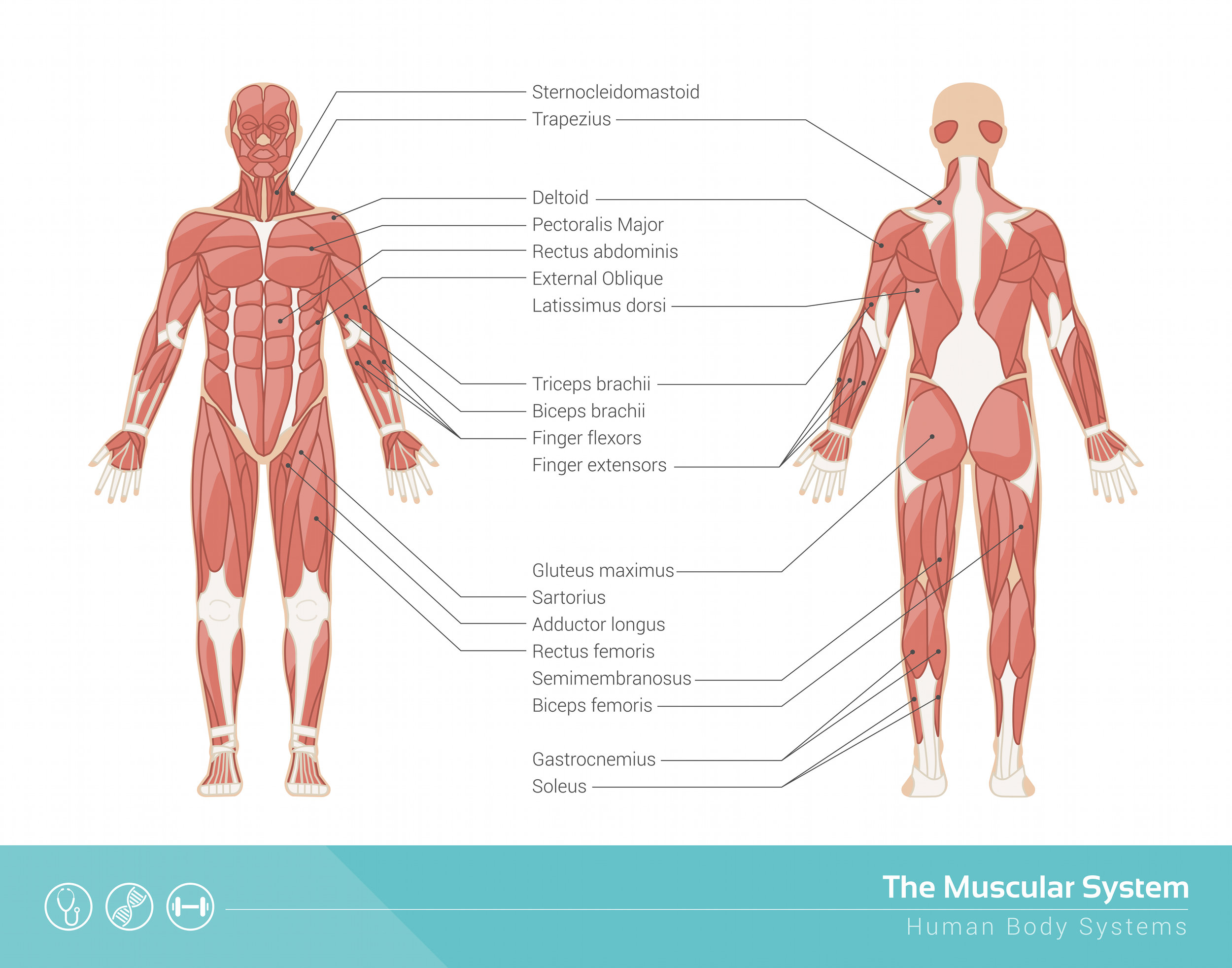 muscular system weight training.jpg
