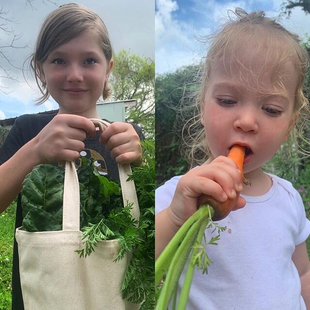 On a typical Thursday we harvest and deliver bags of veggies for 6 to 7 families. Today we were able to make veggie bags for 12 families. We are very thankful for the harvest we have to share in this season. #okraabbey #neworleans #pigeontown #peasan