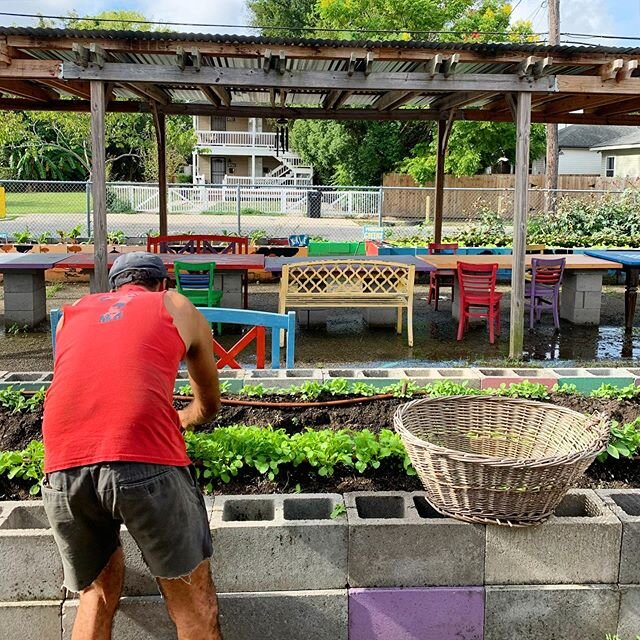 Tomorrow is another harvest day at Okra Abbey. Let us know if you or a neighbor needs some veggies, we are delivering to folks in Pigeon Town. #okraabbey #givinggarden #pigeontown #neworleans #communitygarden #gardenchurch #pcusa #1001nwc