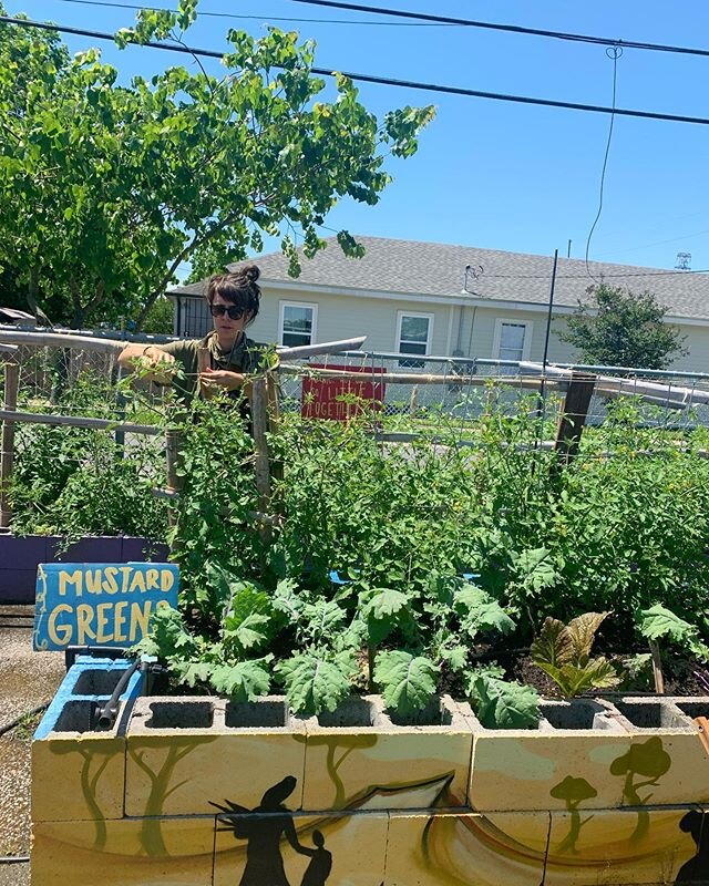 We are grateful for all the help we have been getting from friends new and old. We&rsquo;ll start harvest tomorrow morning at 10:30 AM. #okraabbey #givinggarden #communitygarden #gardenchurch #pigeontown #neworleans #pcusa #1001nwc