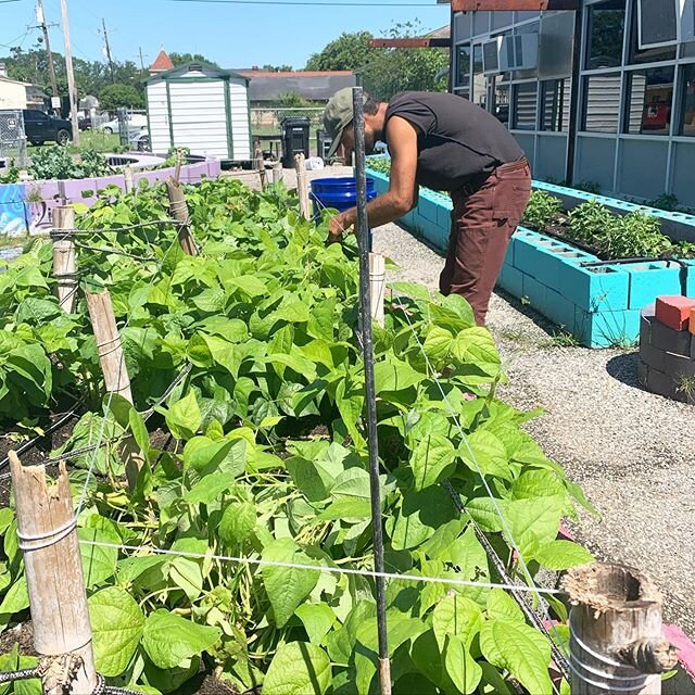 Today is #givingtuesday and the start of scheduled giving for #givenoladay! We hope you consider supporting the growth at Okra Abbey. Check out our profile at givenola.org/Okraabbey #giveNOLA #okraabbey #givinggarden #communitygarden #pigeontown #new