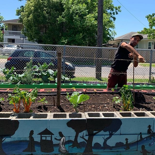 Check out the difference a few weeks can make! Less than a month ago we were just beginning to prepare this bed for cucumbers, now we are harvesting and helping these plants grow tall. #okraabbey #givinggarden #commuitygarden #pigeontown #neworleans 