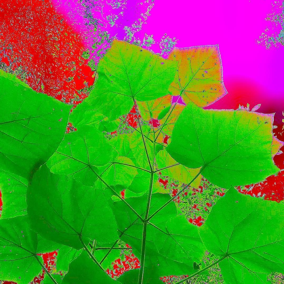Snapinsta.app_29714628_1946738525377688_8494378682129842176_n_1080.jpg