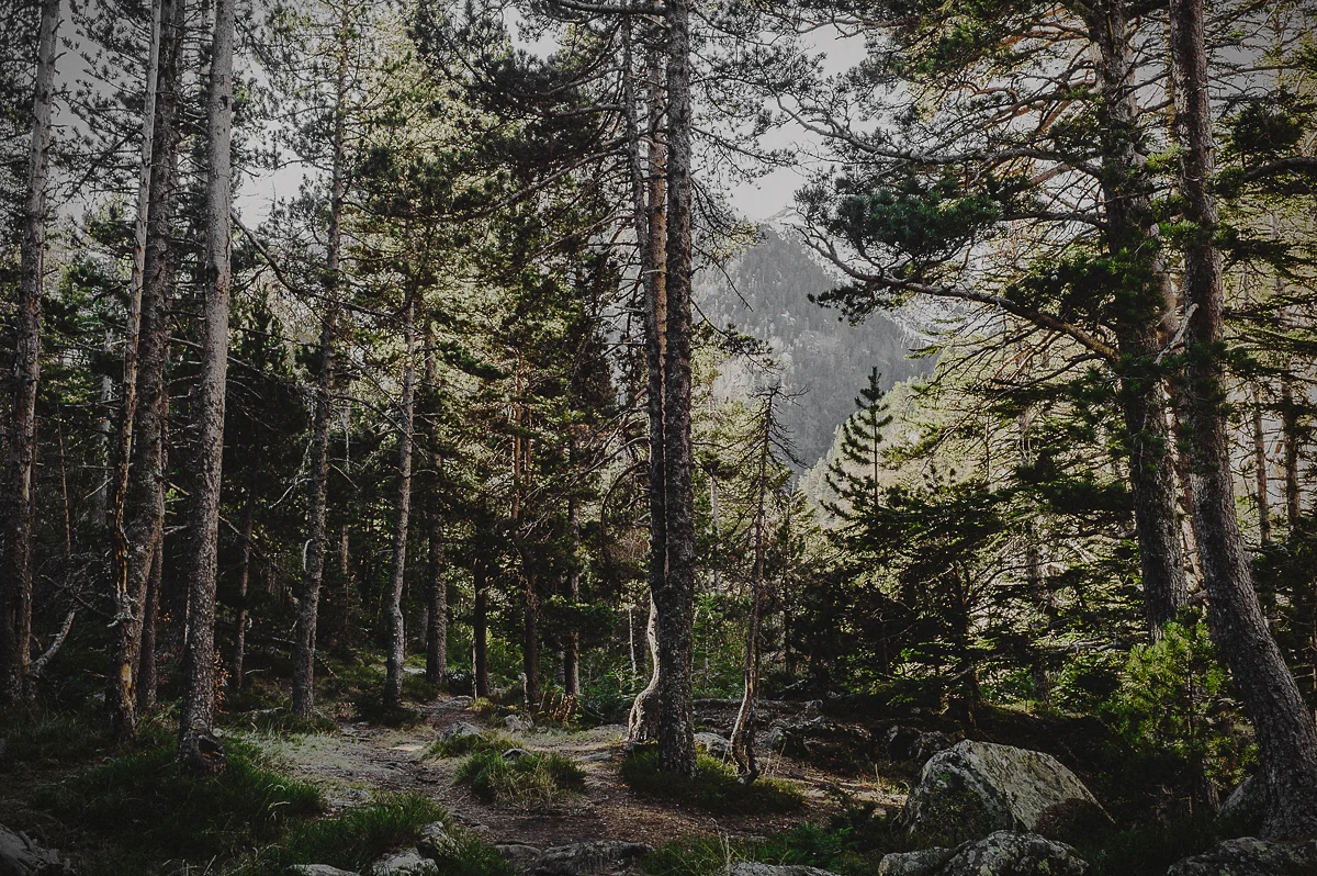 Conifers inside the forest