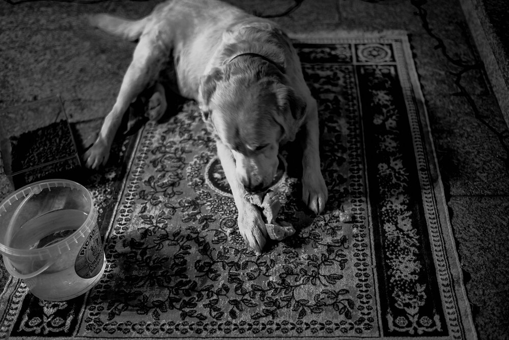 Foto-FEDEGRAU-LEICA M10-DOG-100.jpg