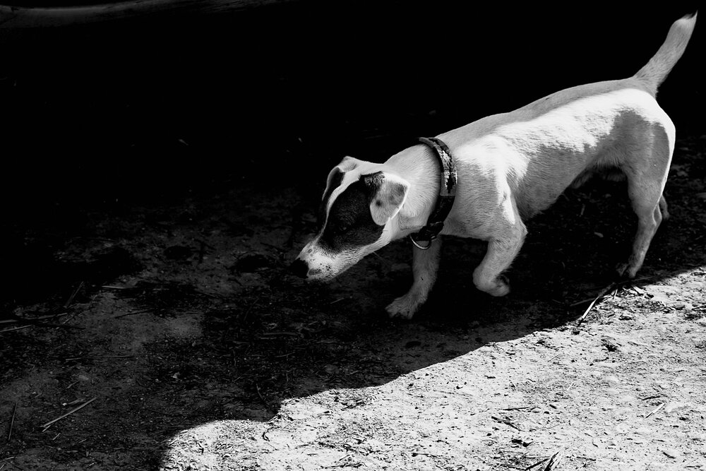 PHOTO-FEDEGRAU-LEICA CAMERA AG-DOG-RSS-001.jpg