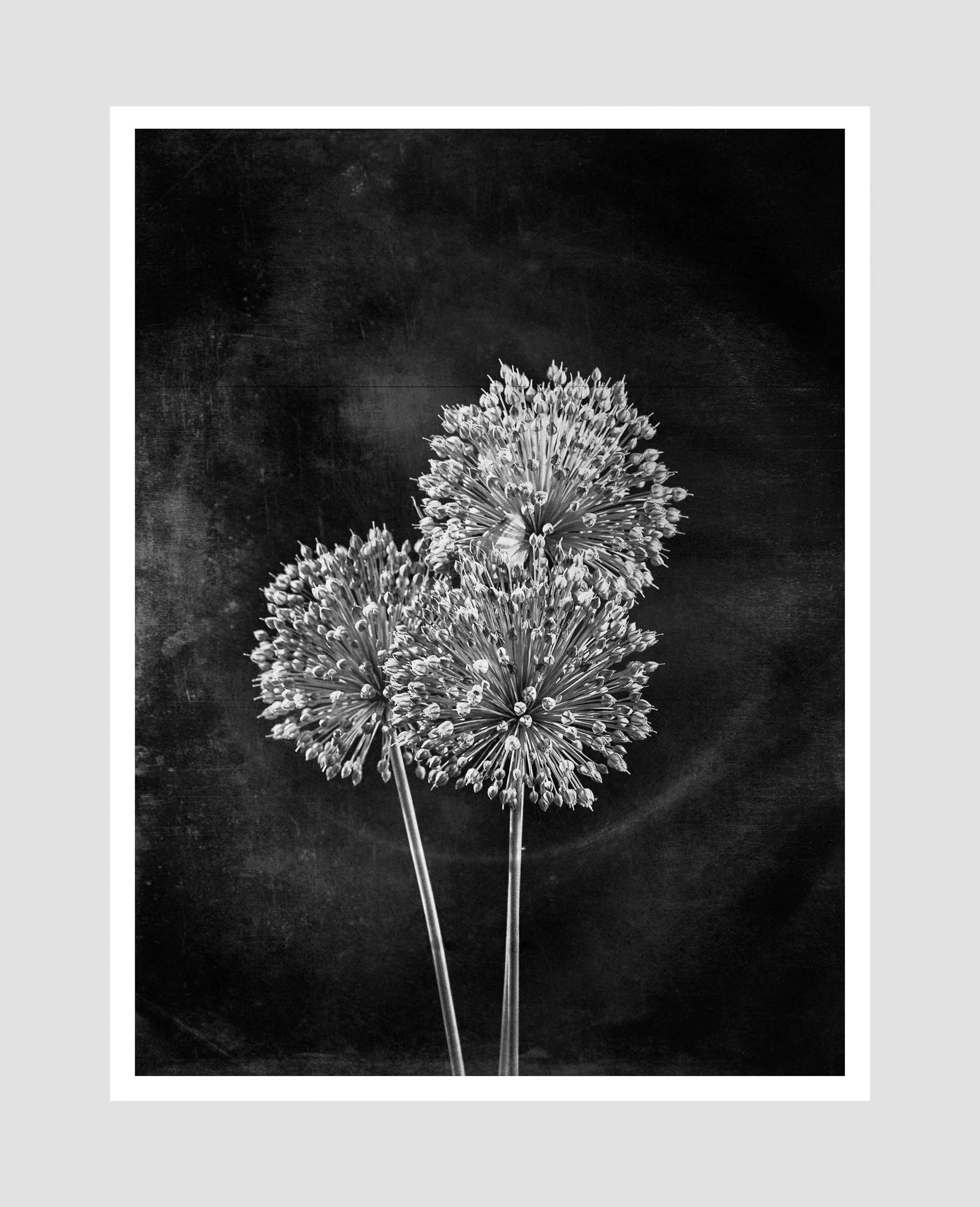 FLOWER ALIUM