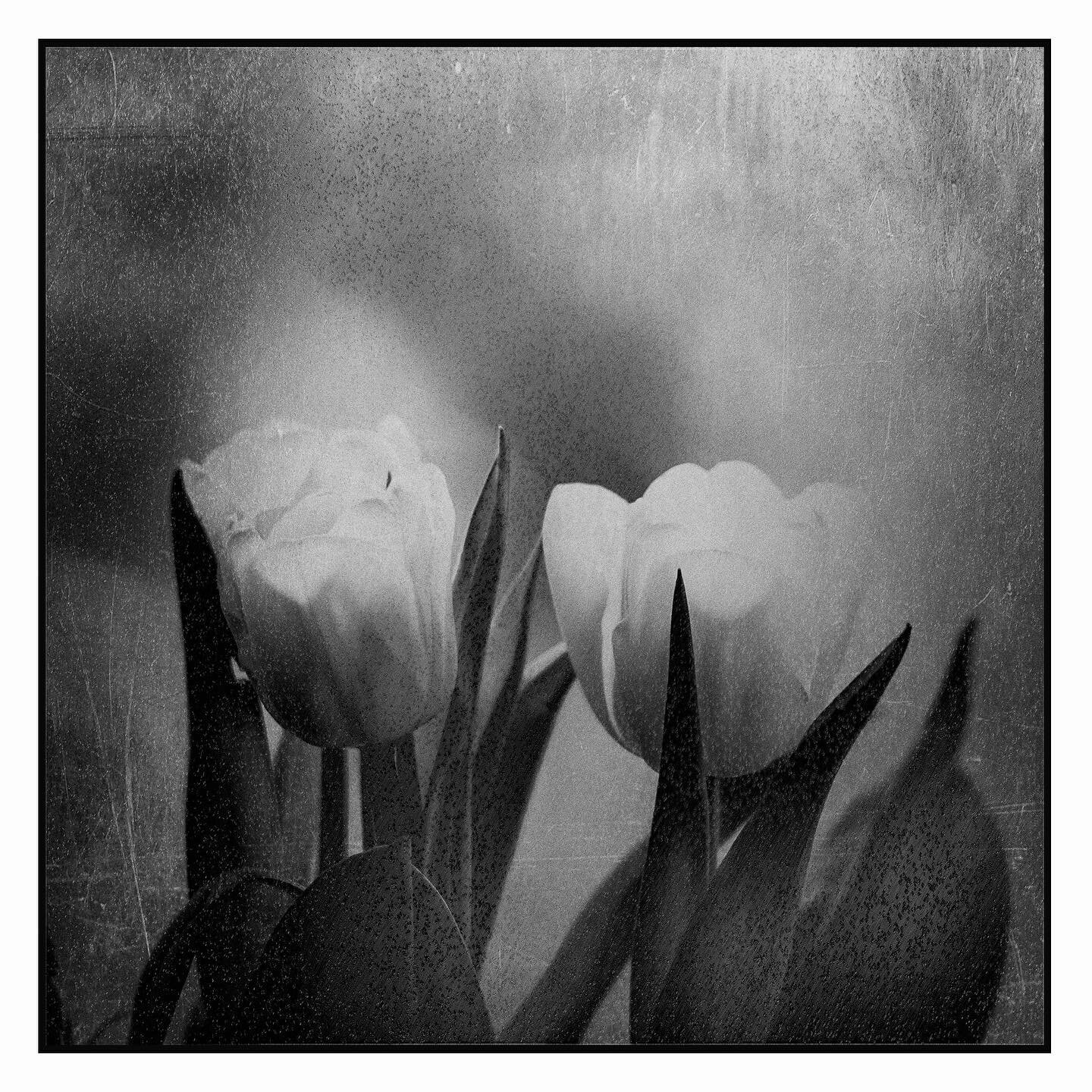 The purity of Spring, you are always swimming, fear is no longer a problem

All rights reserved. More images to buy in the bios link.

Copyright photos: &copy;FedeGrau.com

#poetryislove #poetryisnotdead #poetryofinstagram #tulip #beauty #nightwalker