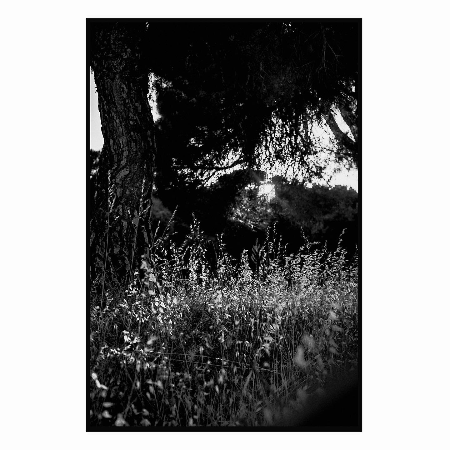 I love to see how the sun's rays are filtered through the grass of the forest... they are seconds of incredible spectacle... a wonder that I never tire of observing

All rights reserved. More images to buy in the bios link.

Copyright photos: &copy;F
