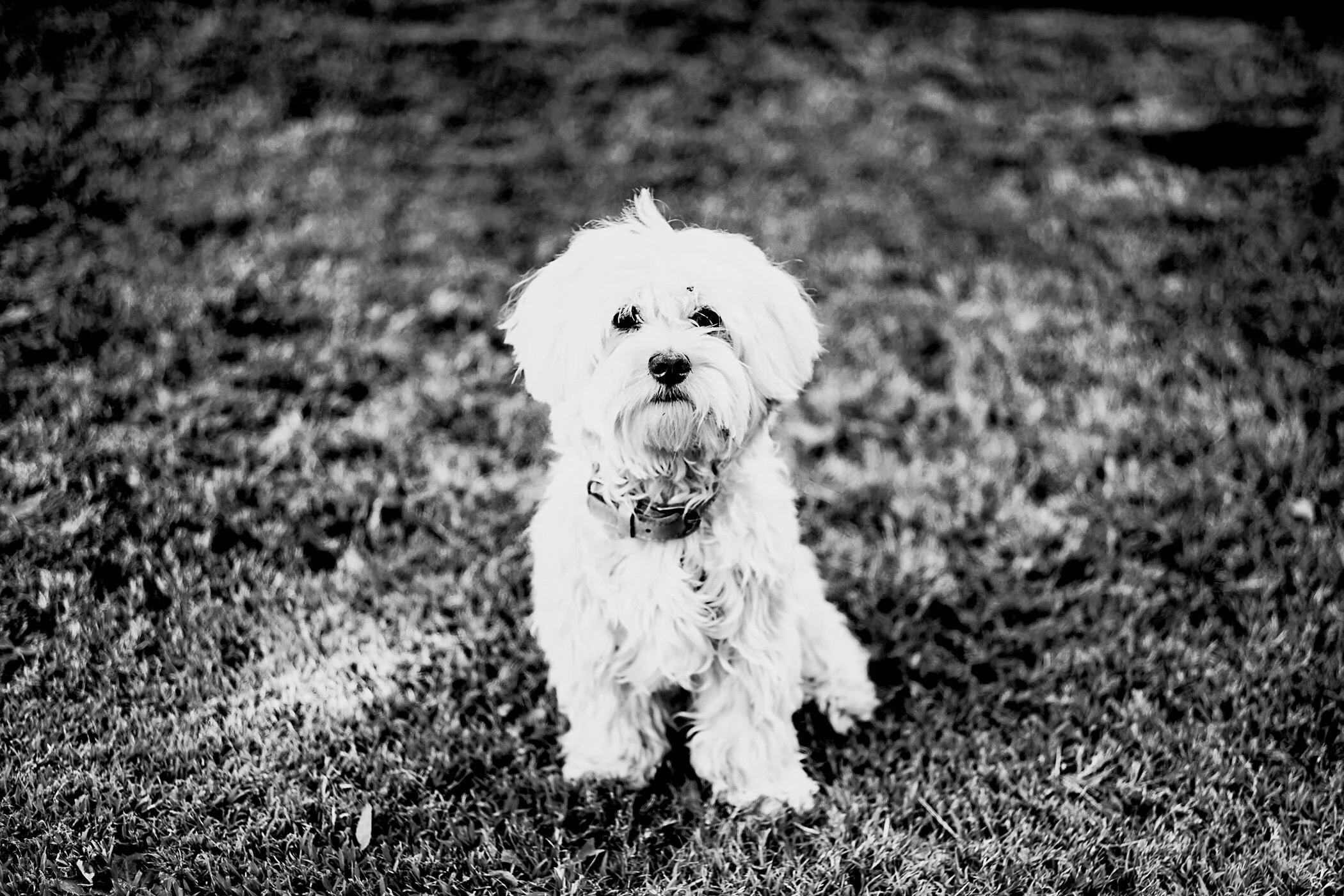 PHOTO-FEDEGRAU-L1006519-Editar-DOG-LEICA+M10-01.jpeg