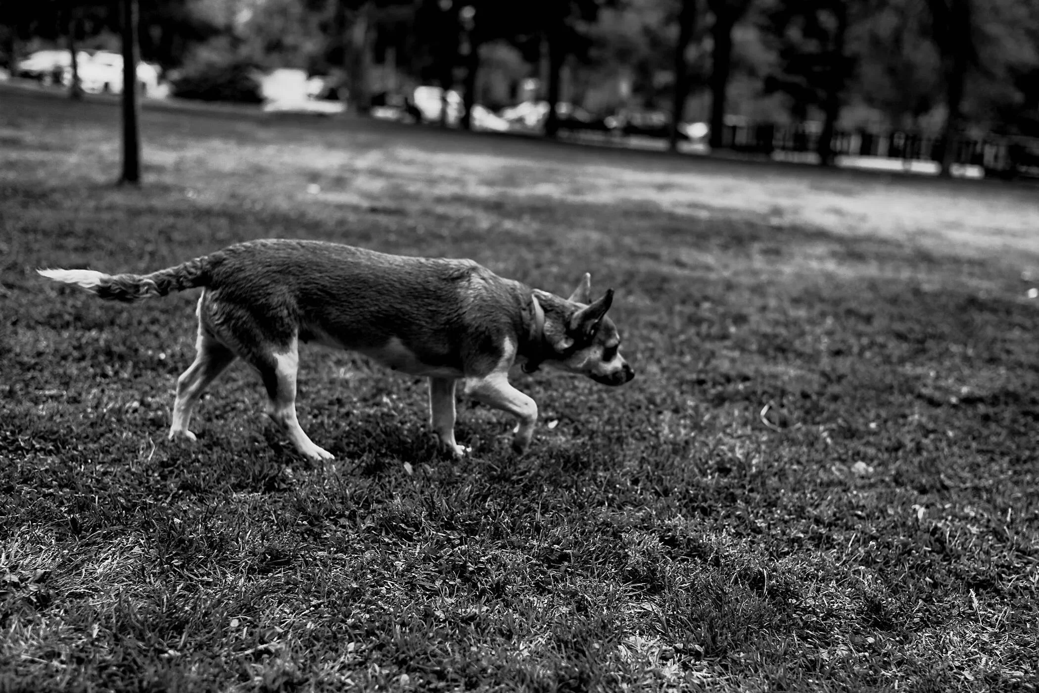 PHOTO-FEDEGRAU-DOG-LEICA+M10-RSS-003.jpeg
