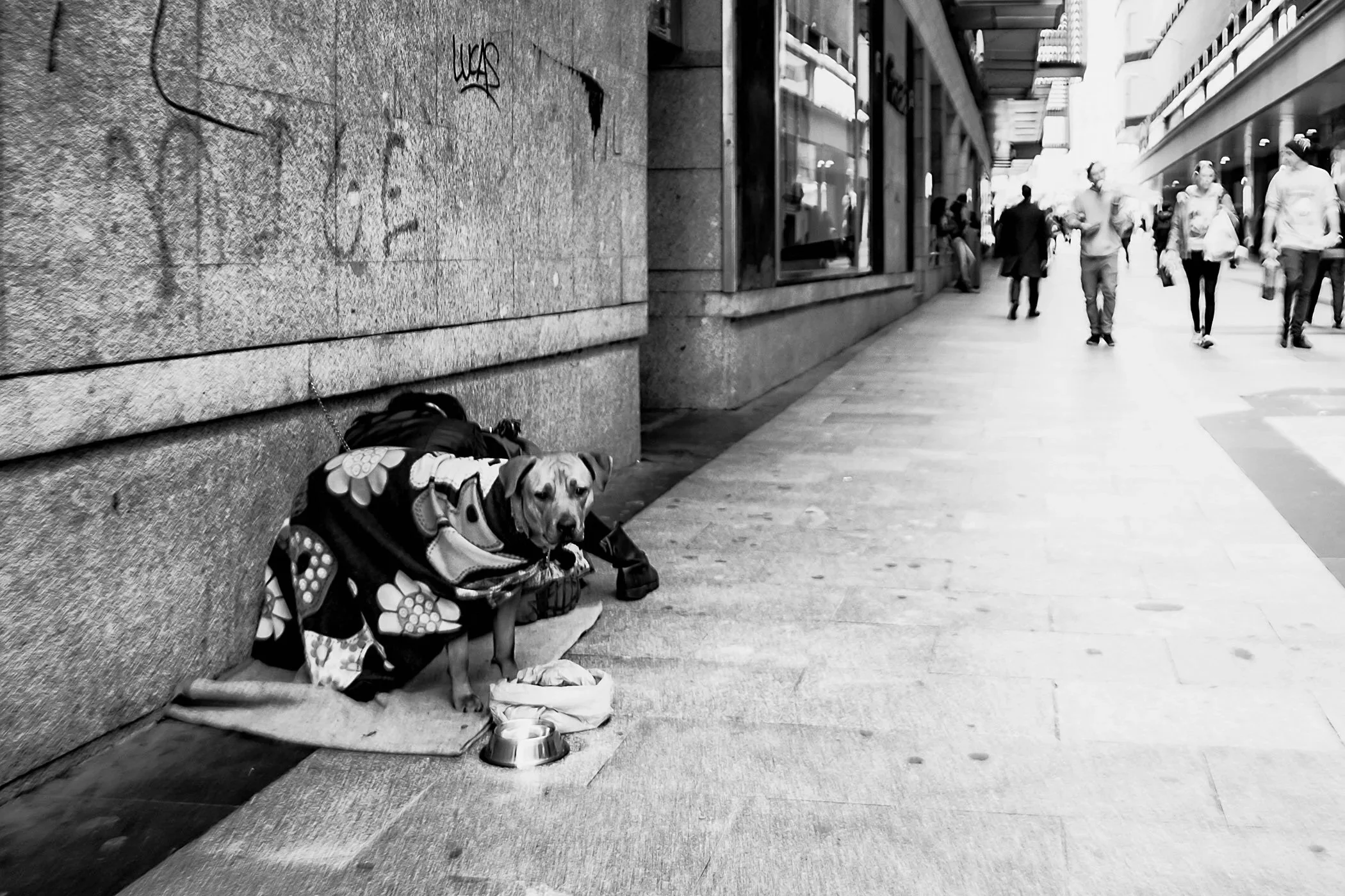 Foto-FEDEGRAU-X-Pro1-DOG-100 (2).jpeg