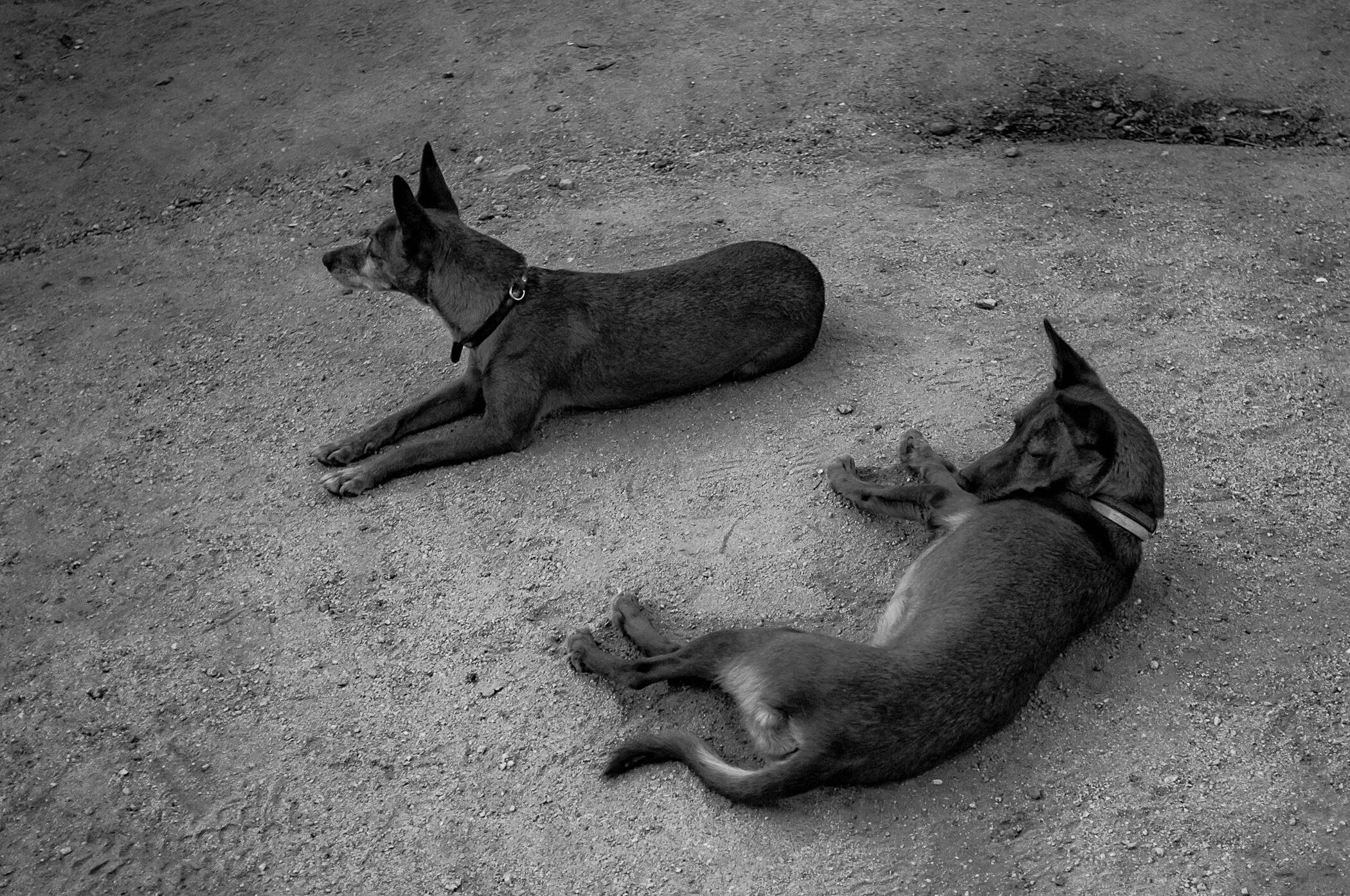 Foto-FEDEGRAU-FinePix+X100-DOG-100.jpeg