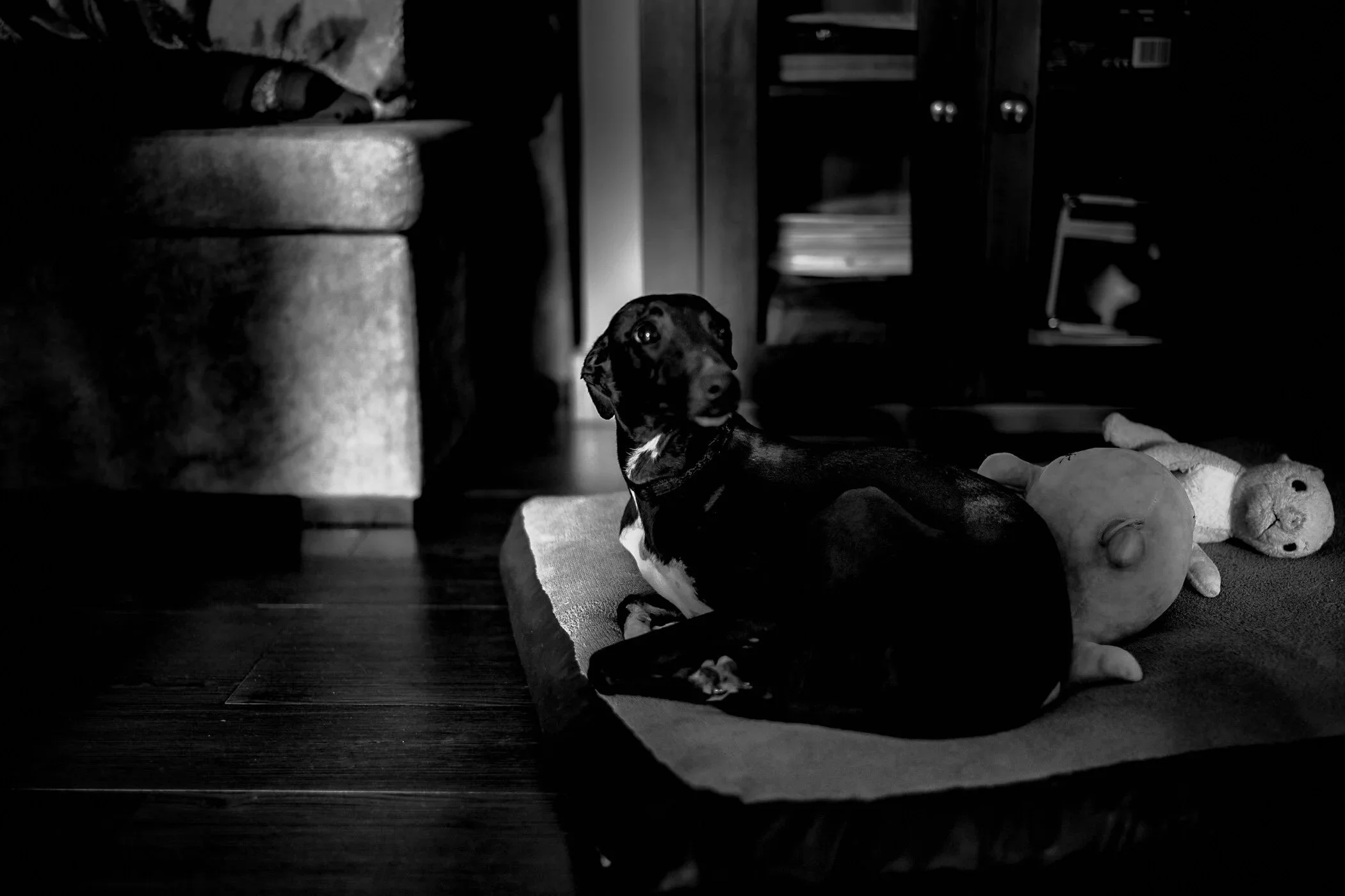 PHOTO-FEDEGRAU-LEICA+M10-DOG-001.jpeg