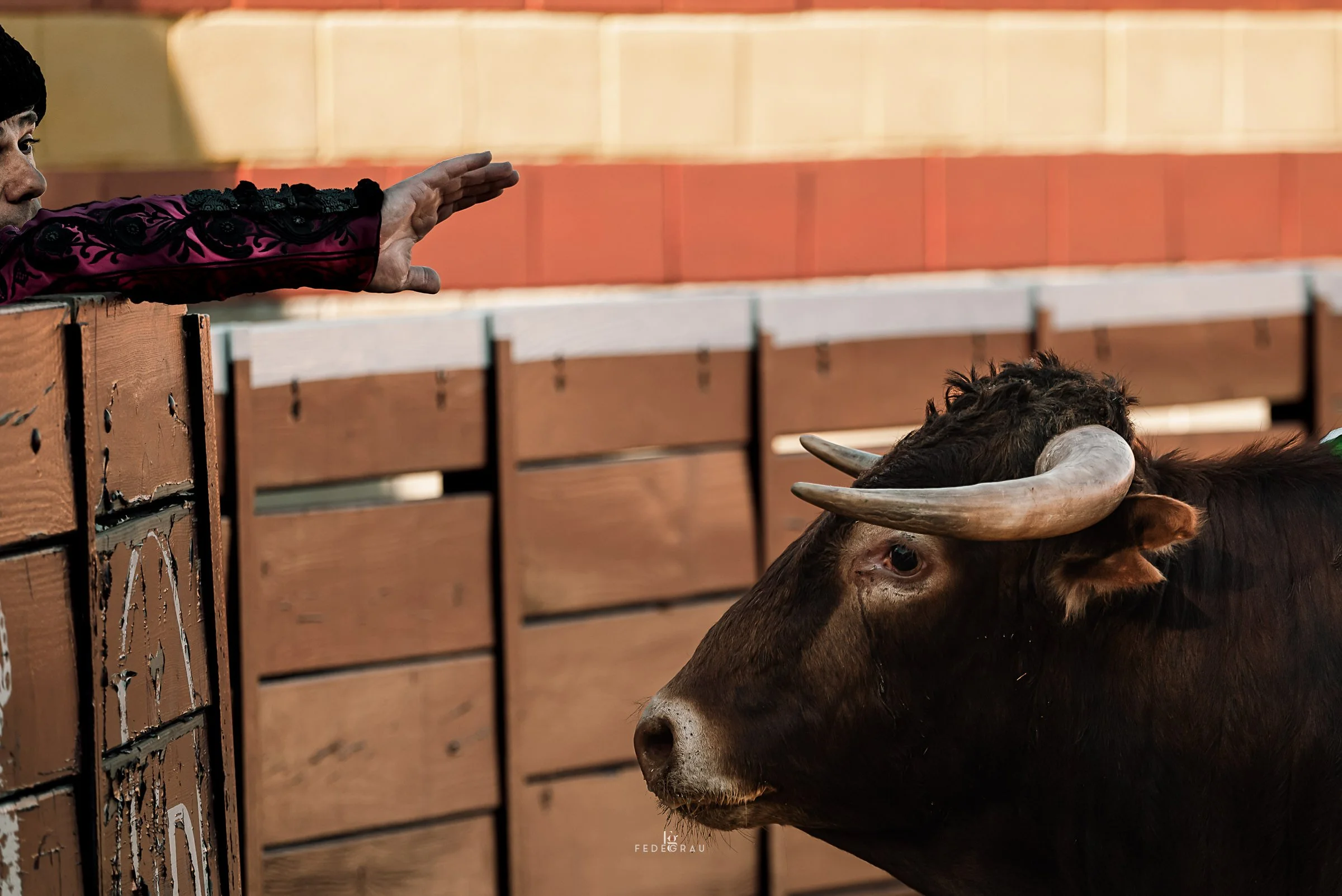 09-spanish-fighting-bull-behind-barrier-fedegrau.jpg