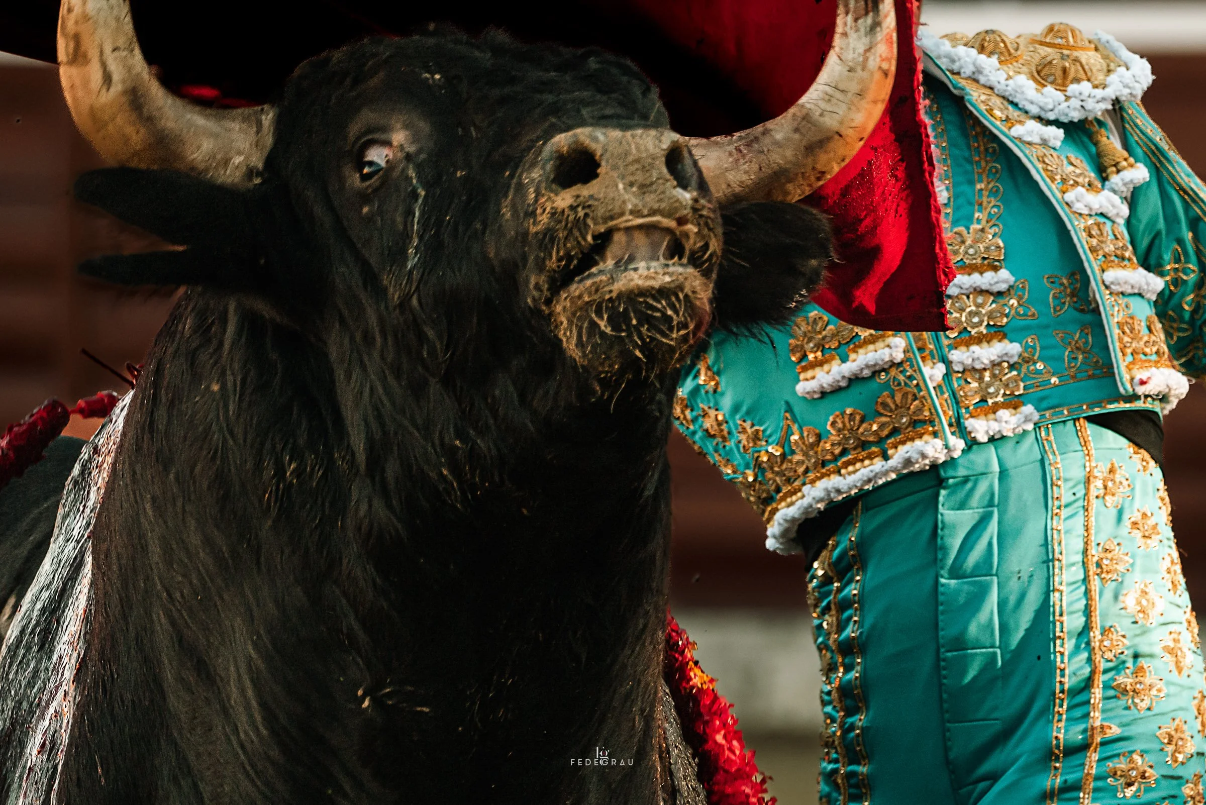 11-spanish-fighting-bull-portrait-fedegrau.jpg