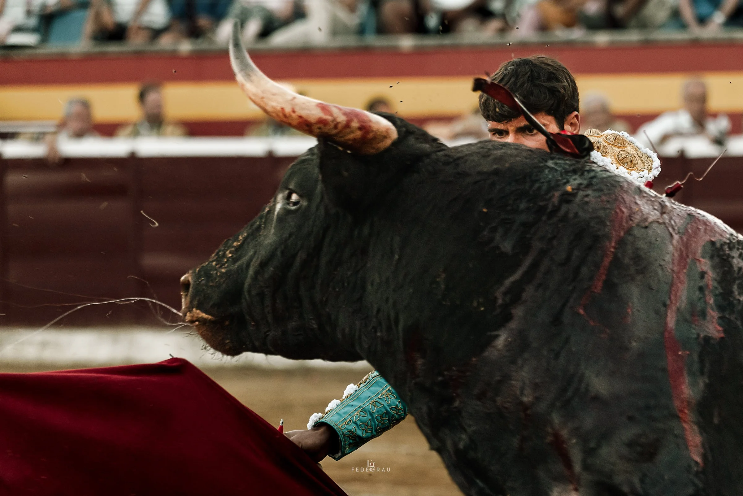 16-wounded-bull-spanish-bullfighting-fedegrau.jpg