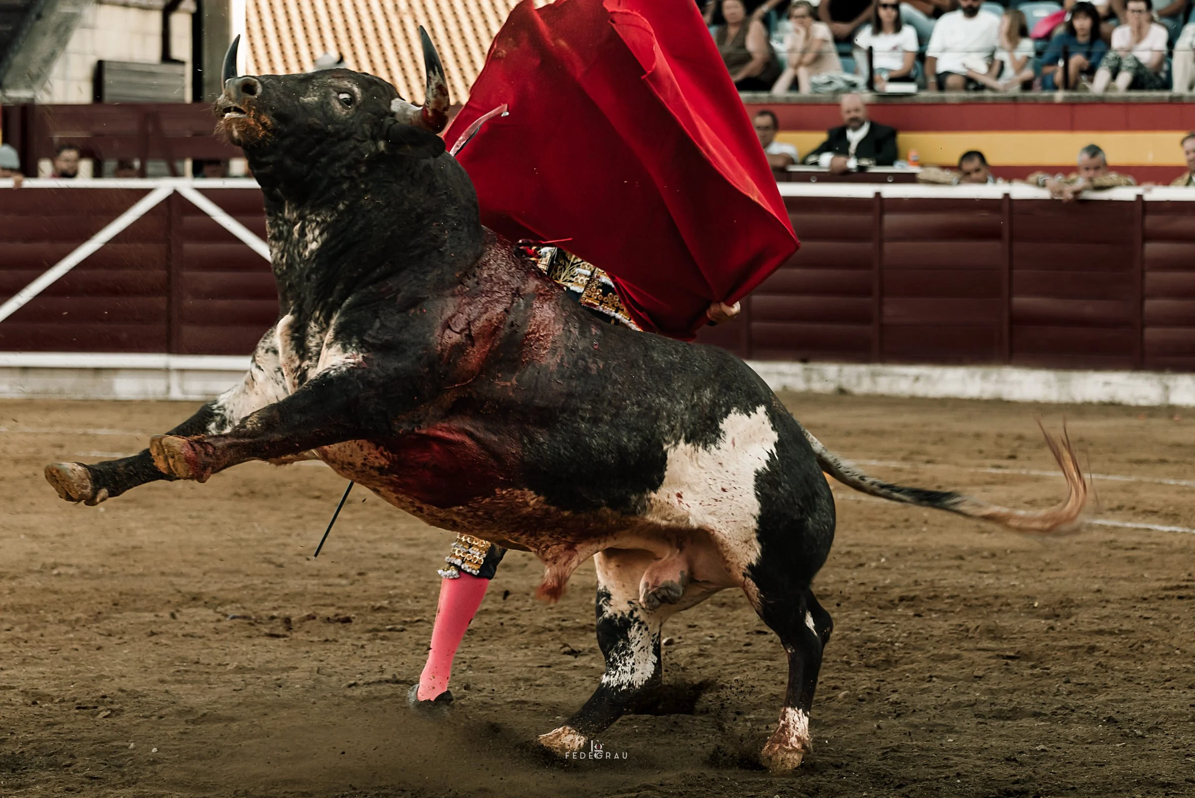 17-fighting-bull-leaping-in-arena-fedegrau.jpg