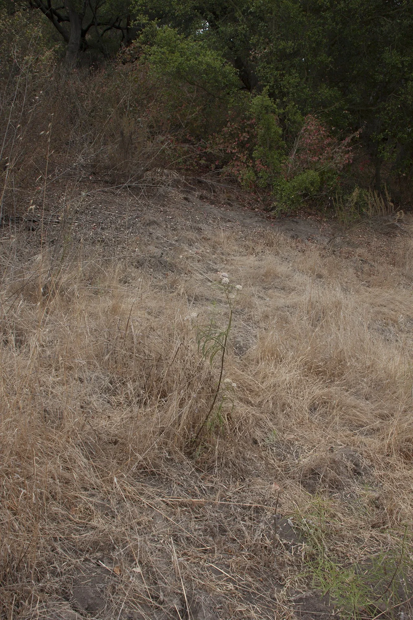 Narrow-leaved milkweed  (Asclepias fascicularis)