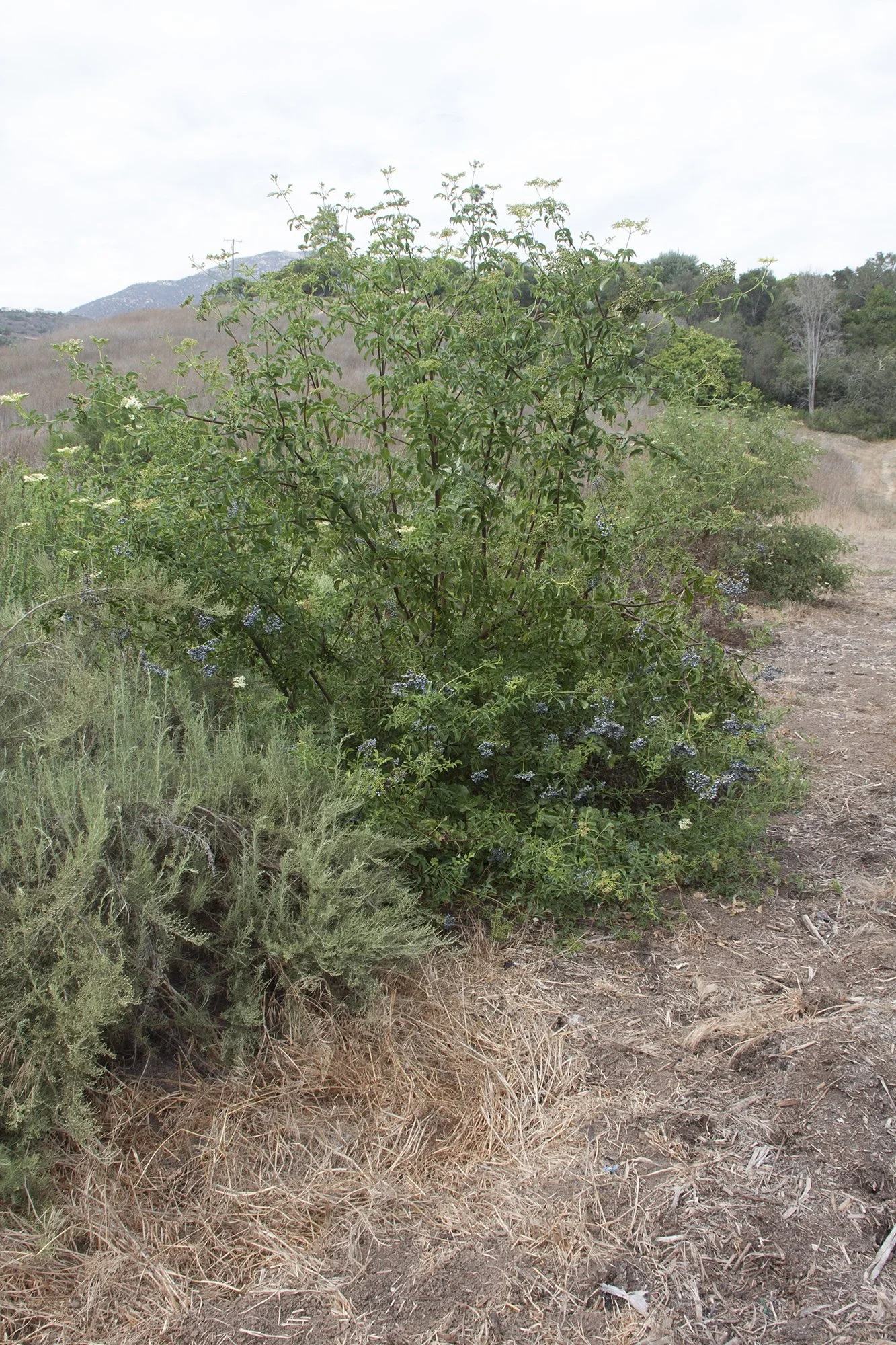Blue elderberry (Sambucus nigra ssp. caerulea)