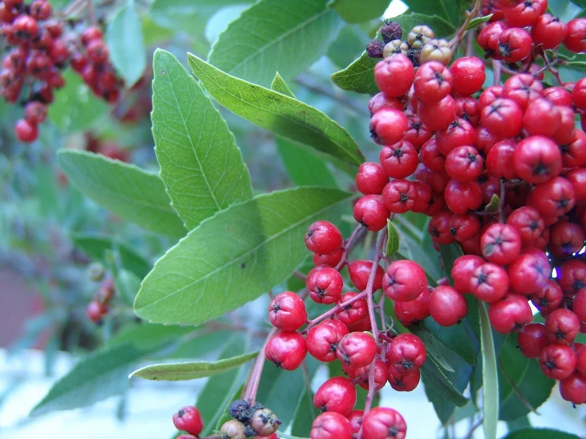 Toyon (Heteromeles arbutifolia)