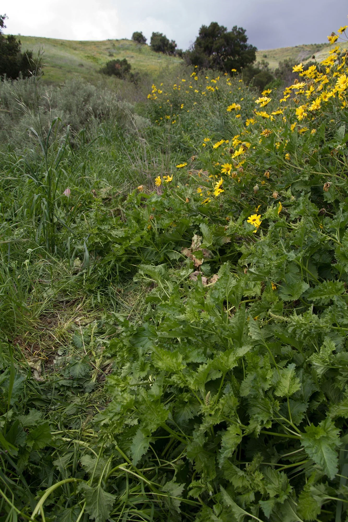 Soap plant (Chenopodium californicum)