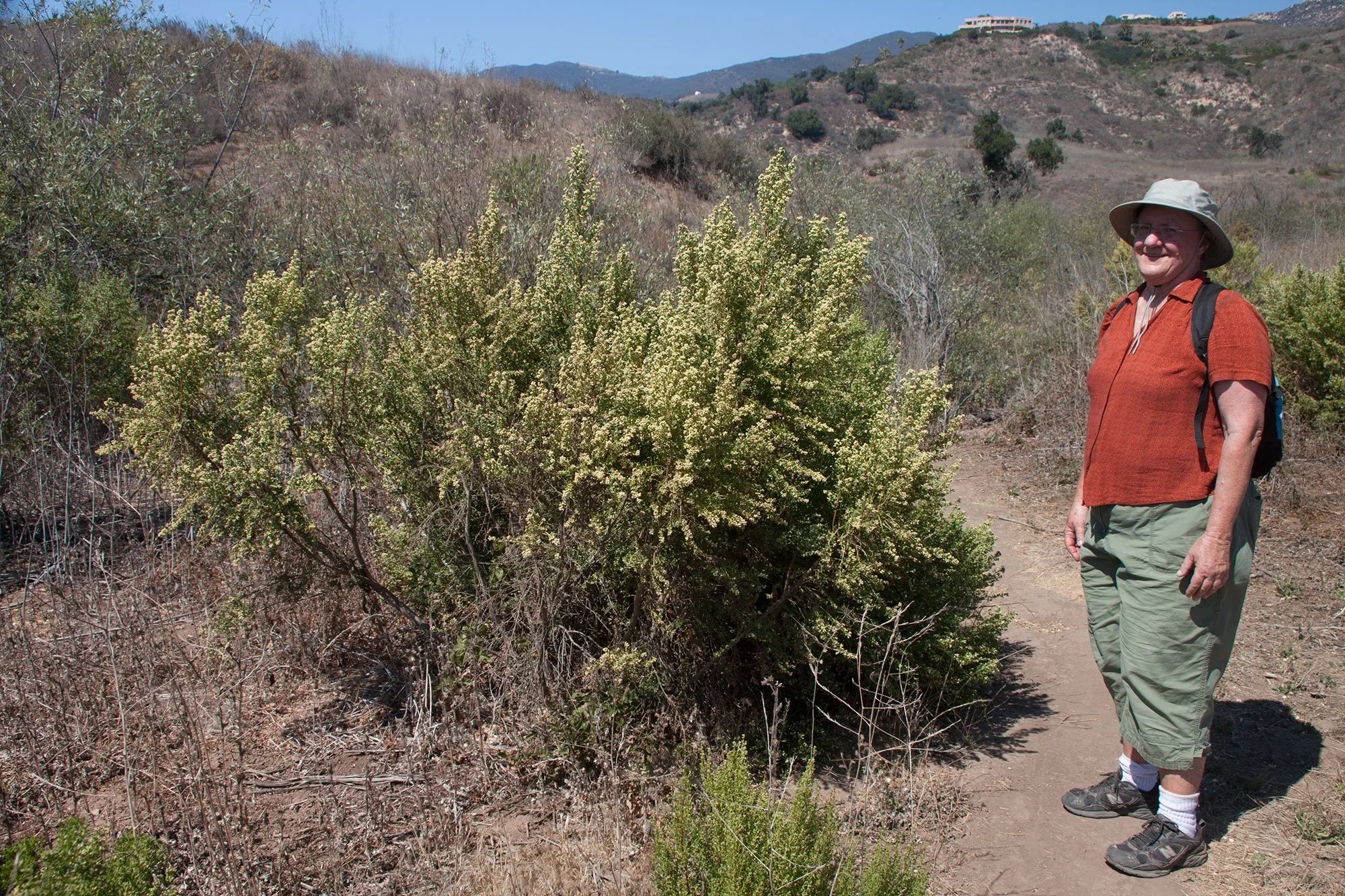Coyote brush (Baccharis pilularis ssp. consanguinea)
