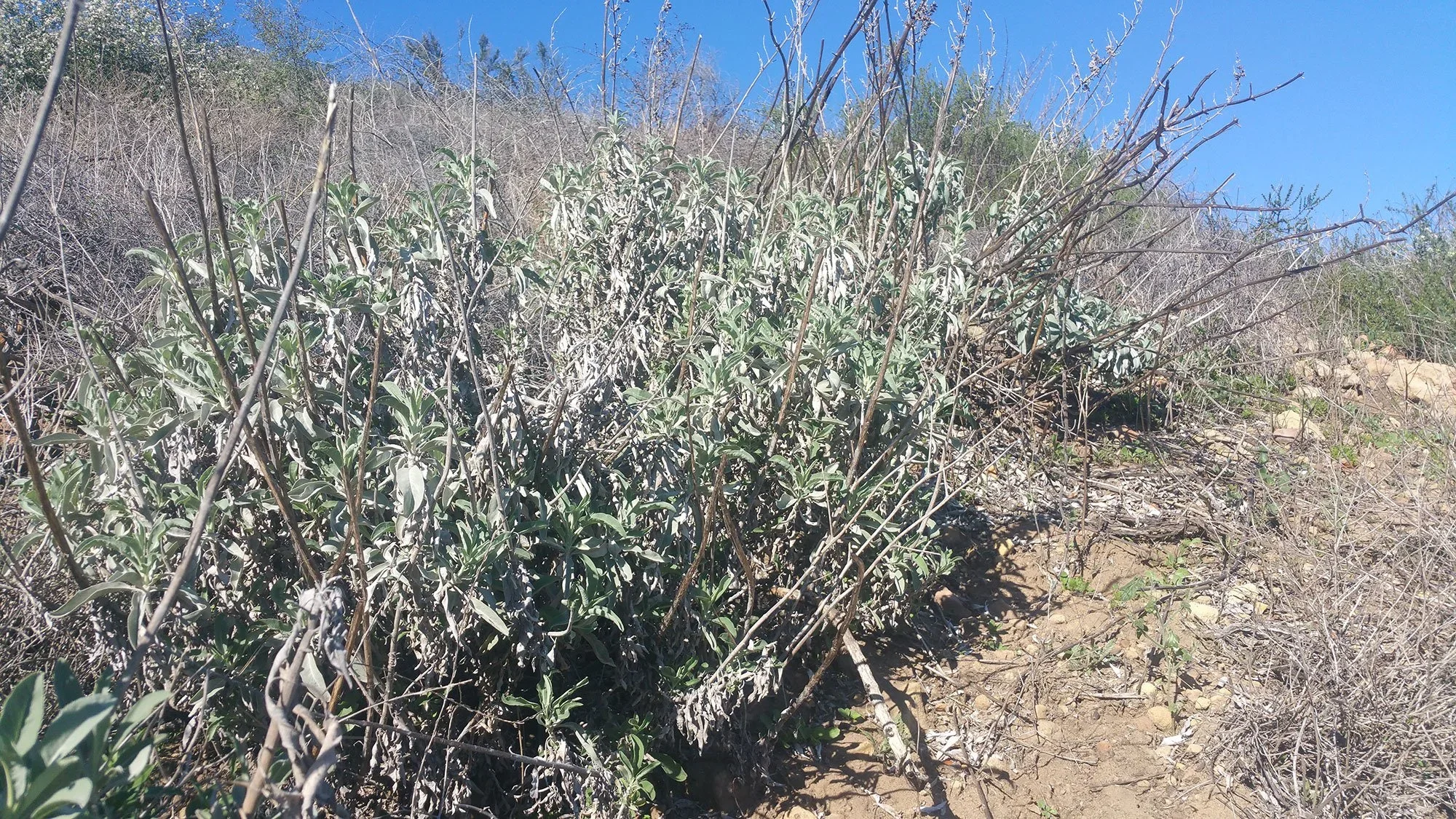 White sage (Salvia apiana)