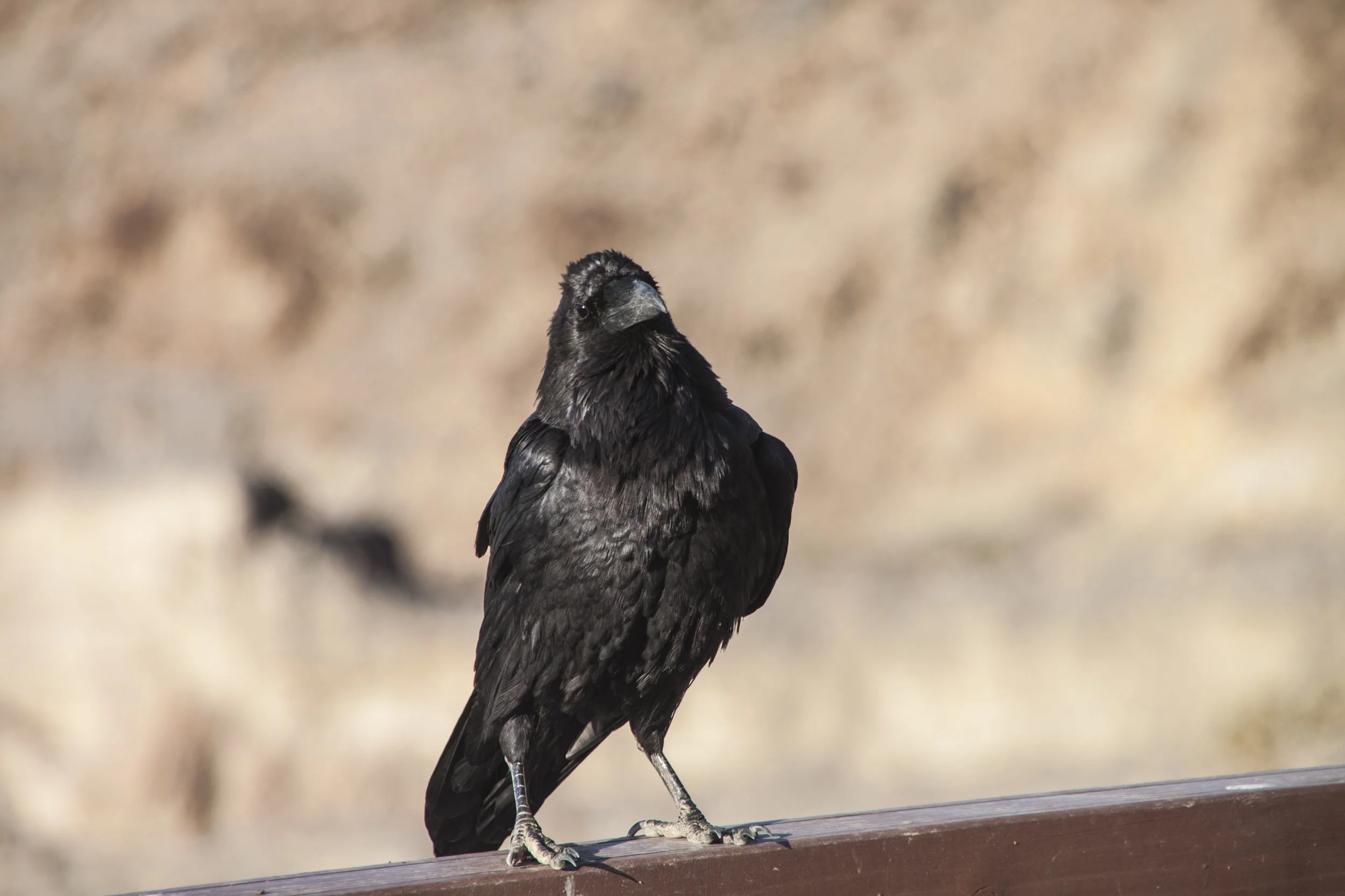 Common Raven, Corvus corax