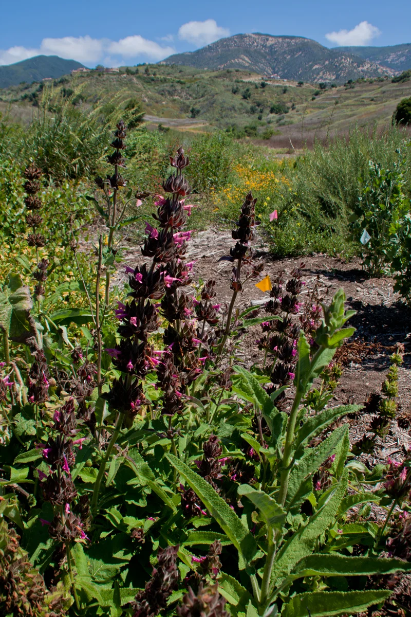 Cieneguitas Creek Restoration