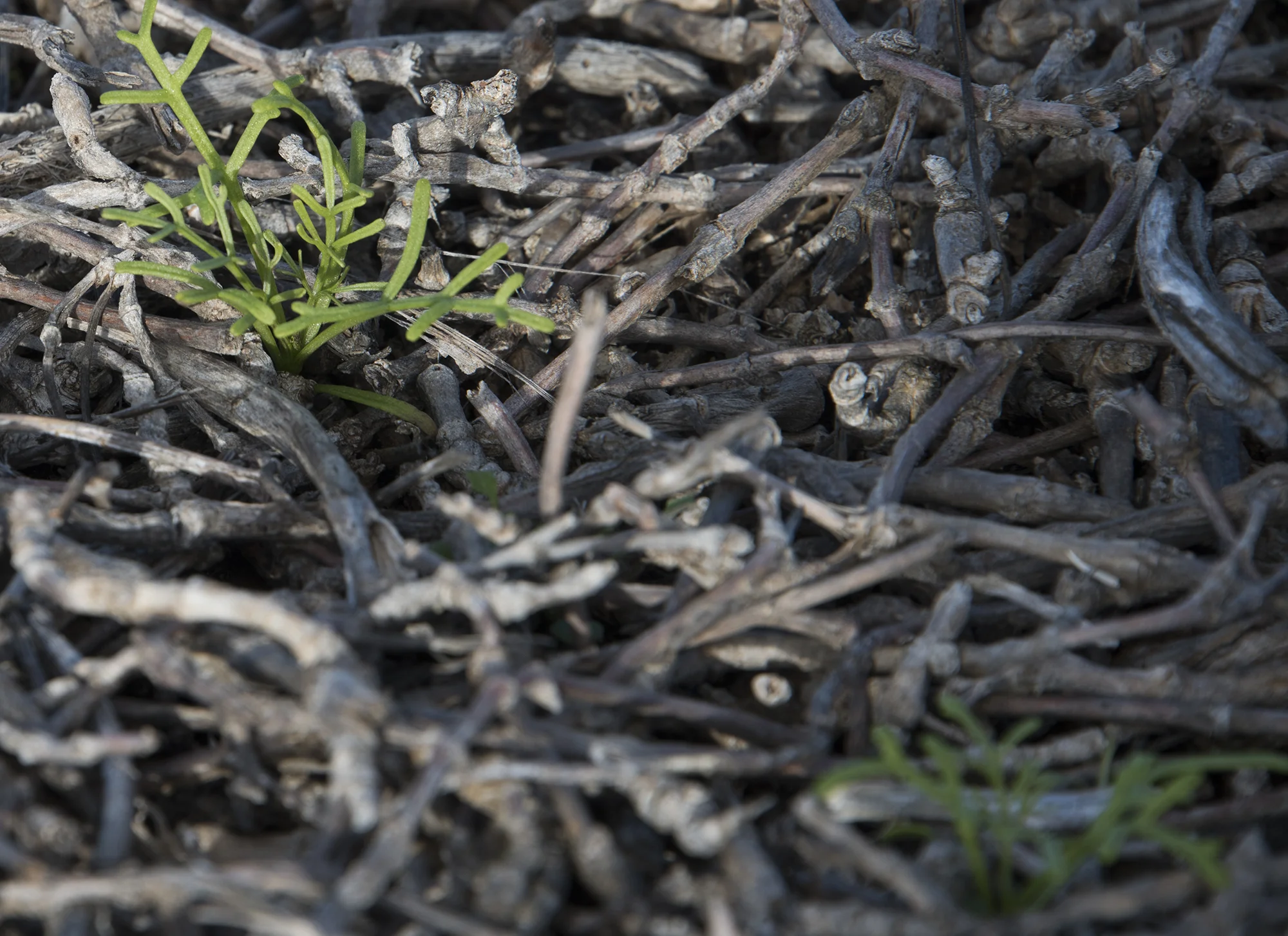 Giant Coreopsis ( Leptosyne gigantea ) peaks up from beneath the dead ice plant after a little help from the early January rains.