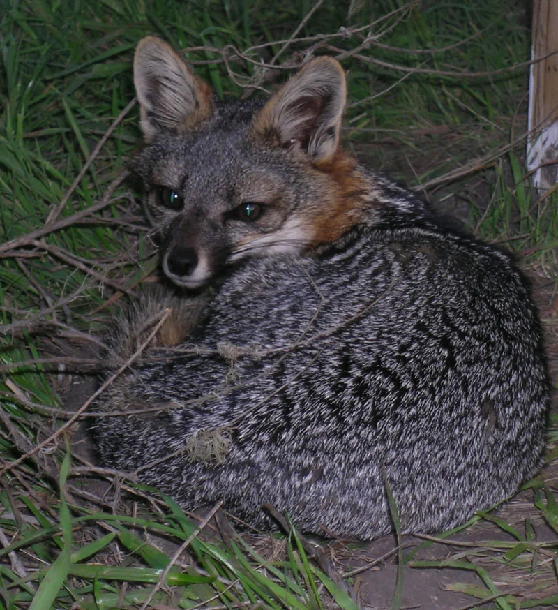 SCI_Fox-(800x874-by-Ken-Owen).jpg