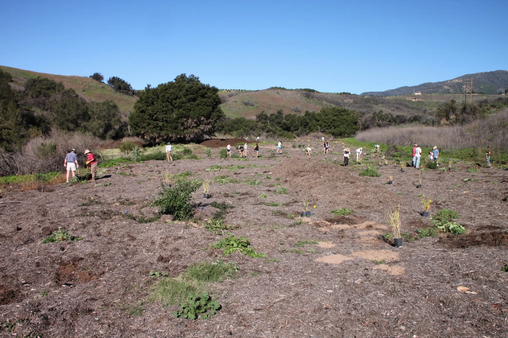 Habitat Restoration in Santa Barbara — Channel Islands Restoration