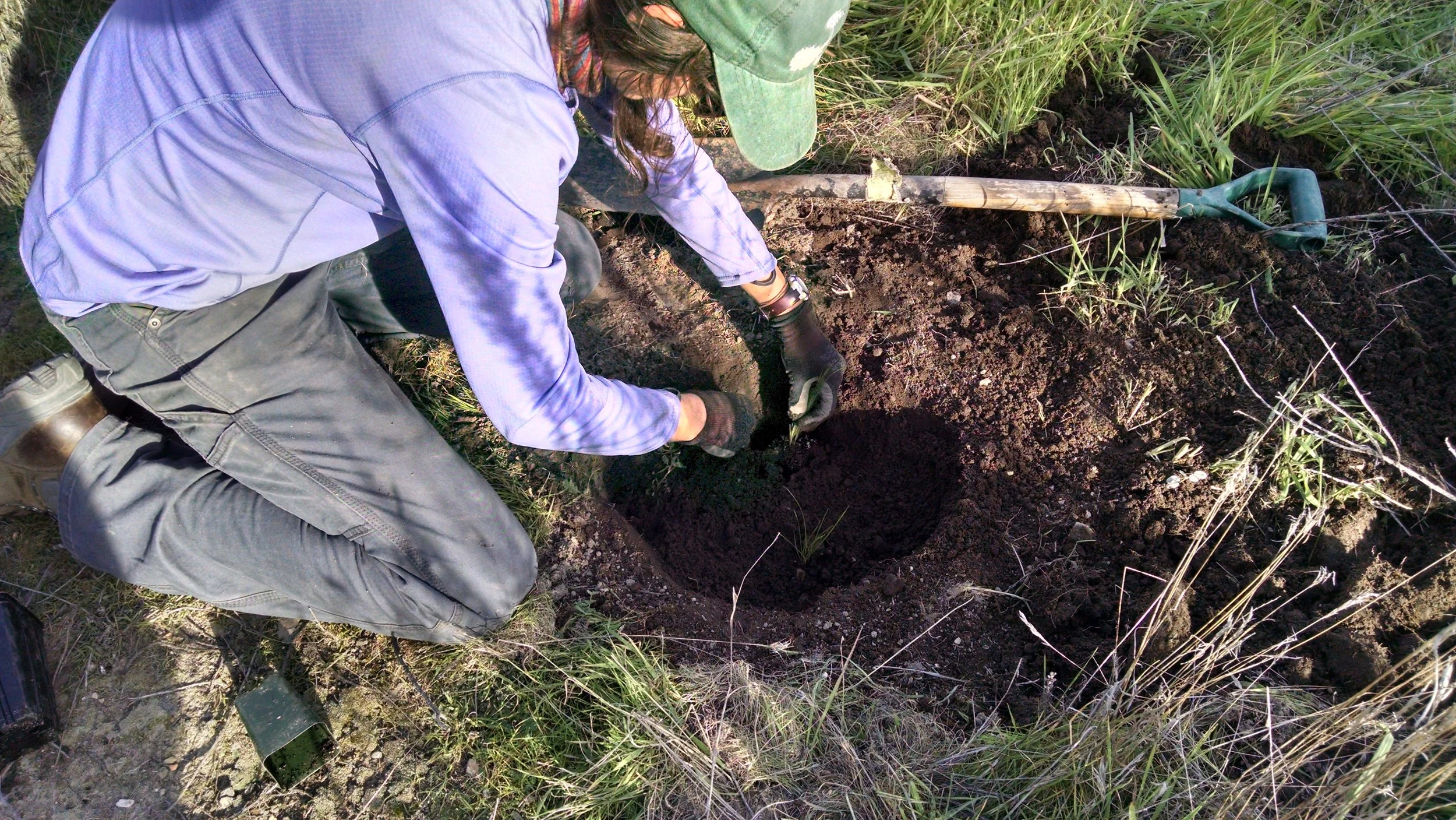 A CIR Field Technician plants Stipa pulchra .